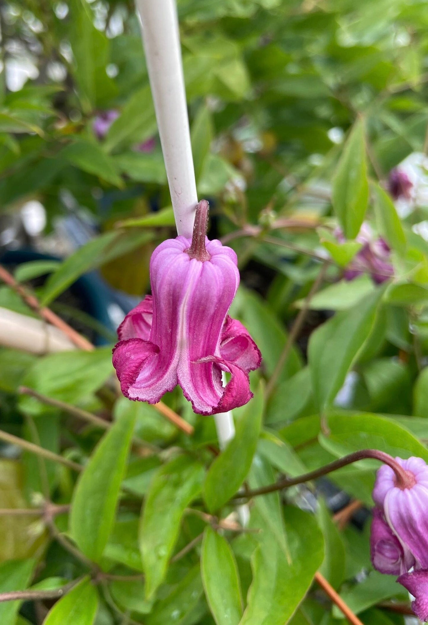 Clematis【Princess Red】- LivePlant｜绯红公主｜Purple-Pink Bell-Shaped Blooming｜