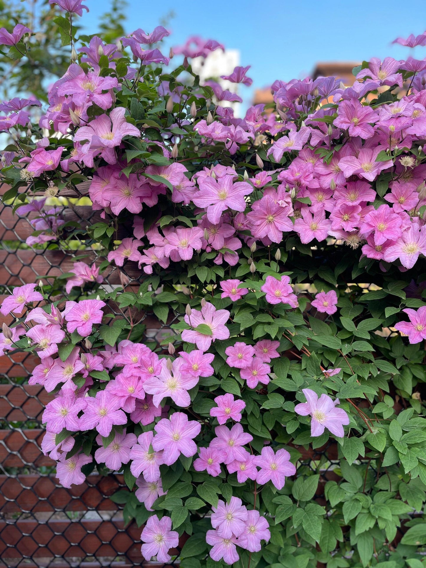 Clematis【Comtesse de Bouchaud】- LivePlant｜包查德 女侯爵｜Cute Flower