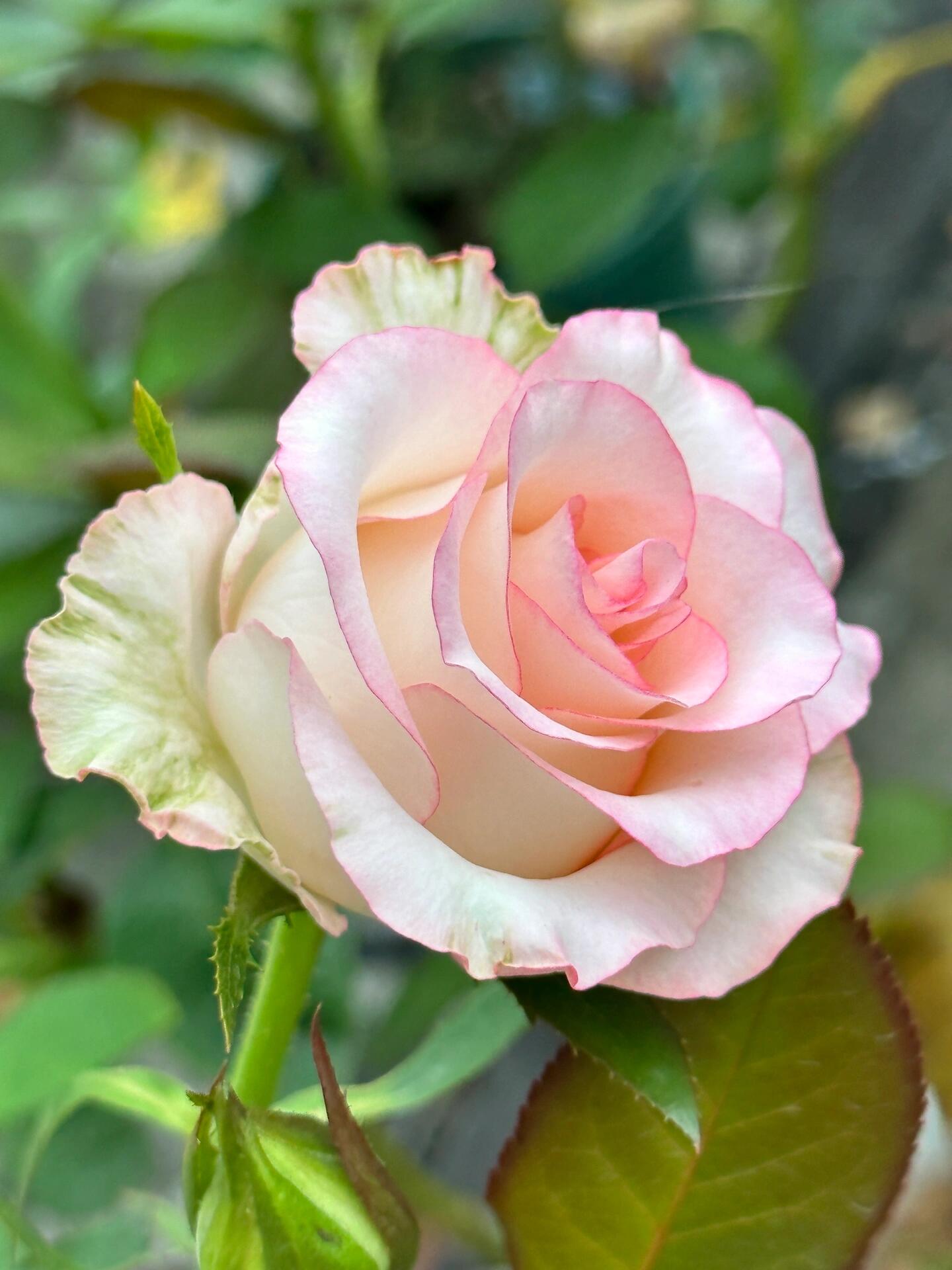 Rose【White Jumilia】- 1.5 Gal OwnRoot Live Plant｜白艾莎｜Sport varieties of the Jumilia rose｜Perfect New variety