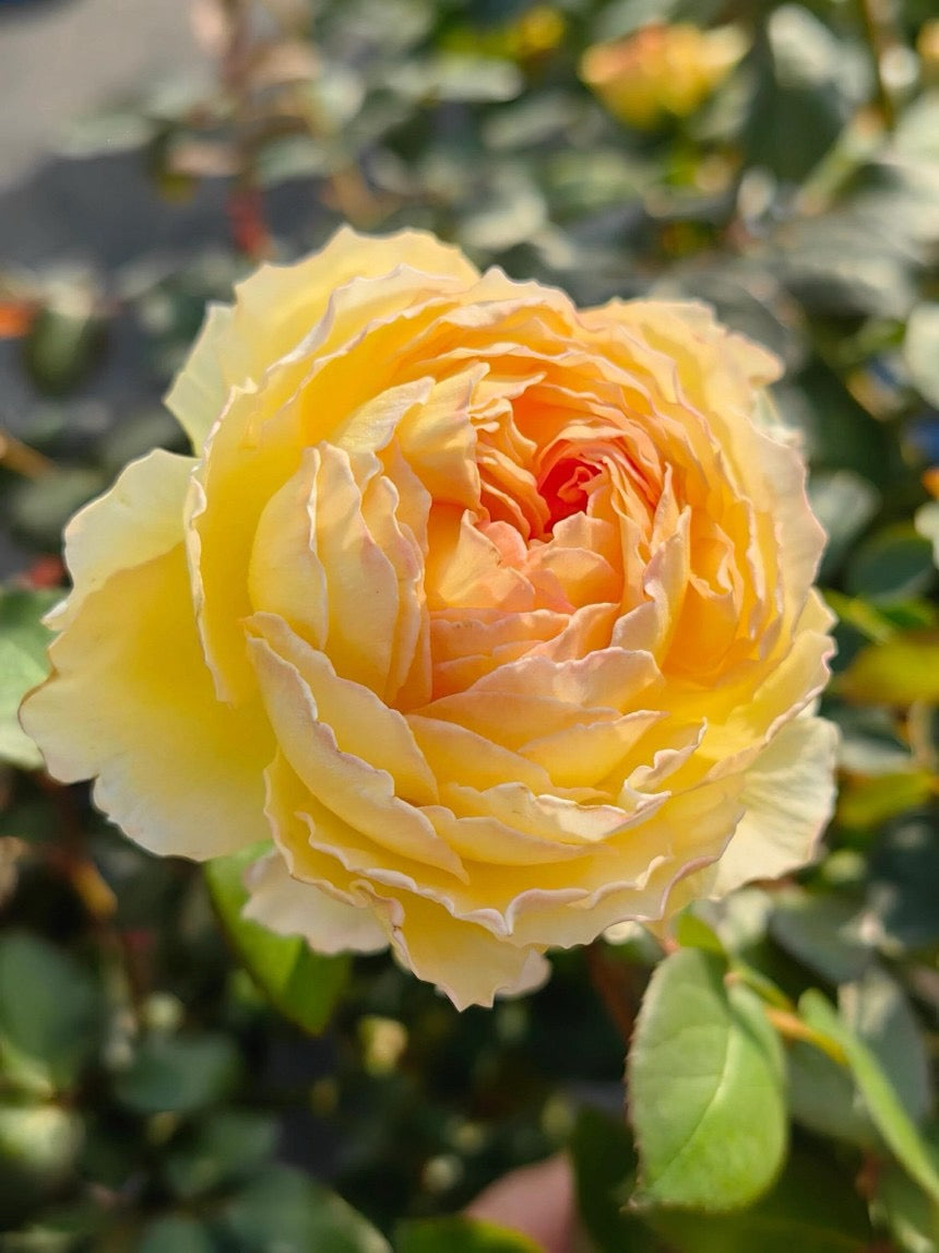 Rose【Kagelou| カゲロウ】- Japanese 2020 New varieties| 阳炎/蜉蝣| Fruity Fragrance| Discoloration| Ruffled bloom| Especially| Floribunda| Redolent|  HeatResistant