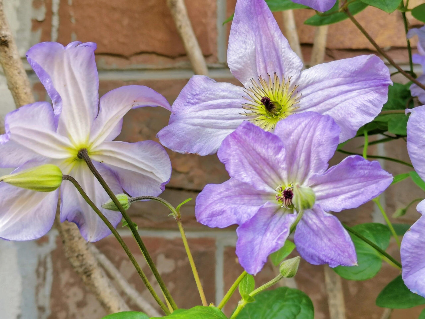 Clematis【Sea Breeze】- Live plant with flower buds｜海风｜Blue Clematis