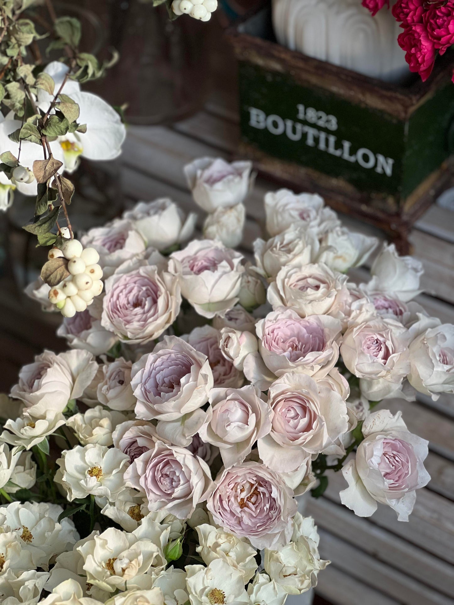 Rose【Milky Pearl｜ミルキーパール】- Japan New Variety 2021｜珍珠奶茶｜Extended vase life| 牛奶珍珠| Redolent| Florists Rose| Wavy Lace