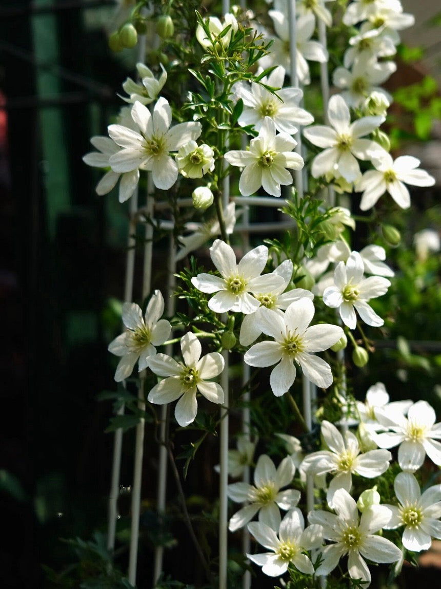 Clematis【Joe】- Liveplant｜银币｜Popular Floral waterfall