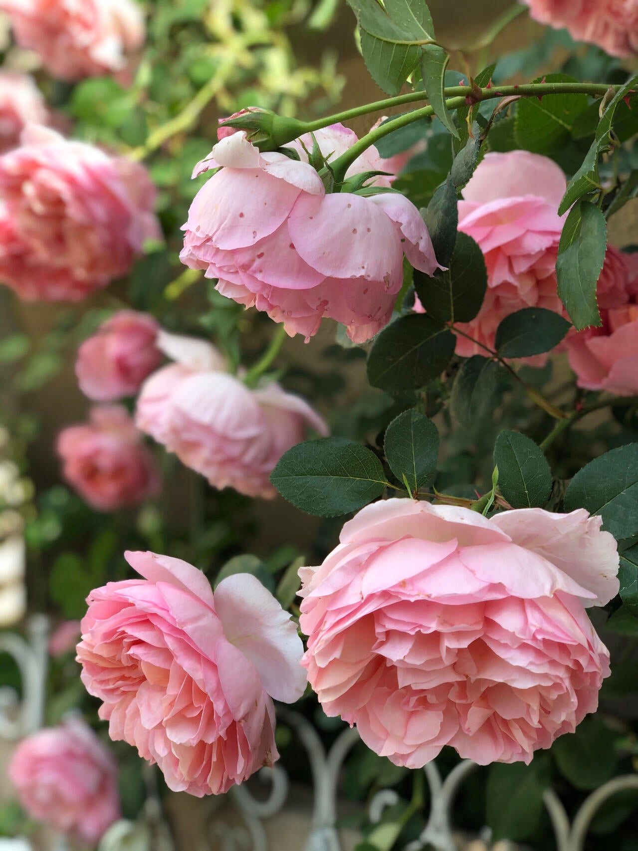 Rose【Dames de Chenonceau| Delpabra】- 舍农索城堡的女人| Floribunda Rose| Redolent| Gradient | Vining Rosa| Everbloomer