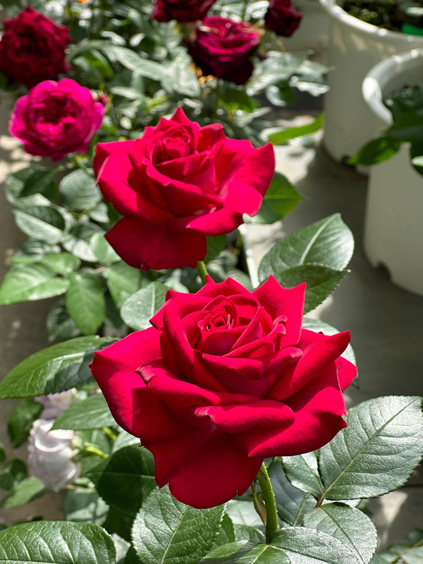 Rose【Belles Rives| Stiletto】- 1.5Gal OwnRoot LivePlant| Love Rosa｜Cheery Red｜美人丽芙| Bloom Repeatedly| Intense Fragrance| Cutting Rosa