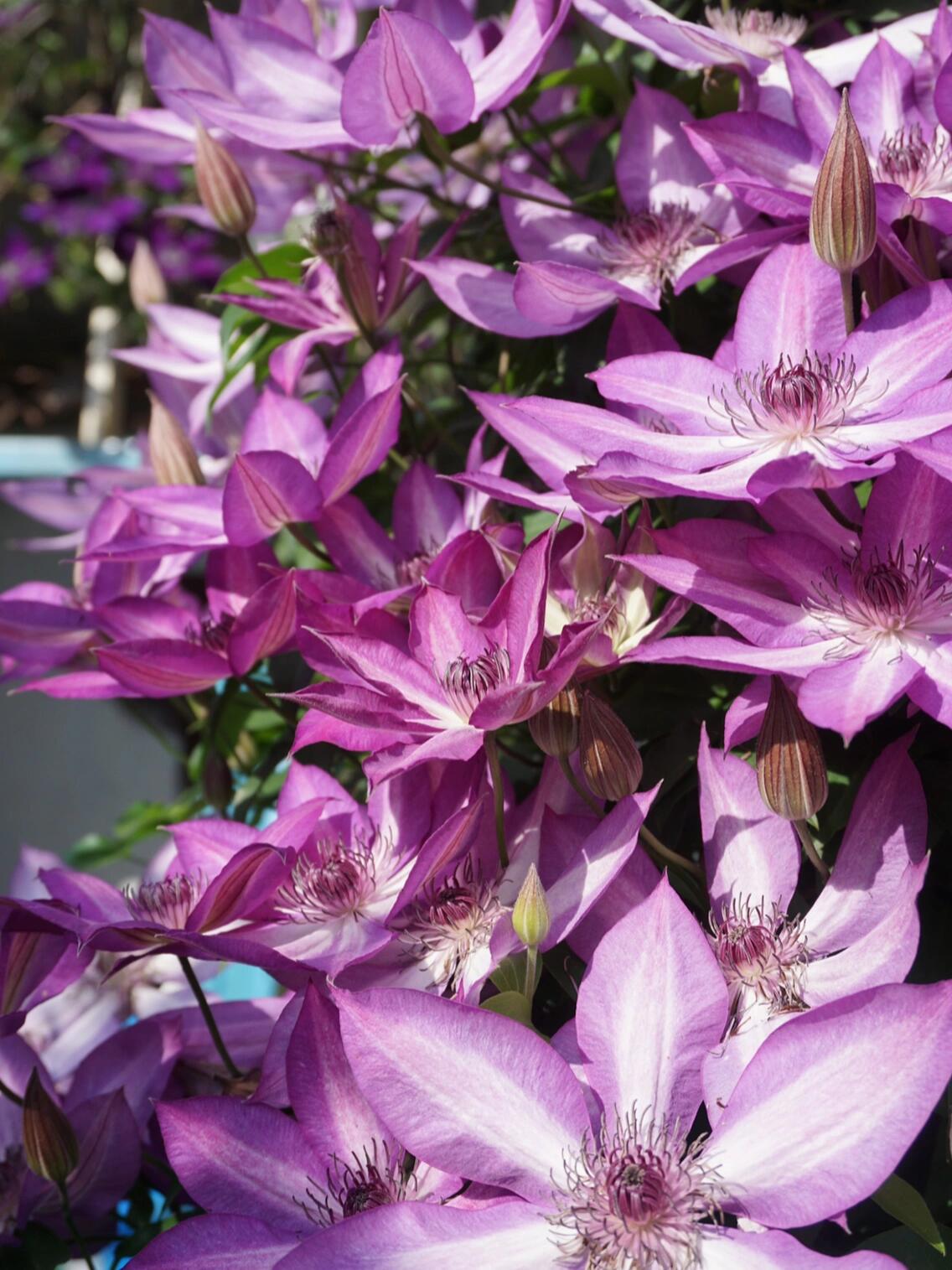 Clematis【Lizard｜トカゲ 】- LivePlant｜蜥蜴| Large Flowering| Cold Hardy| Fast-Growing| Flower Waterfall| Perennial| Pot Friendly| RareVine| Archway