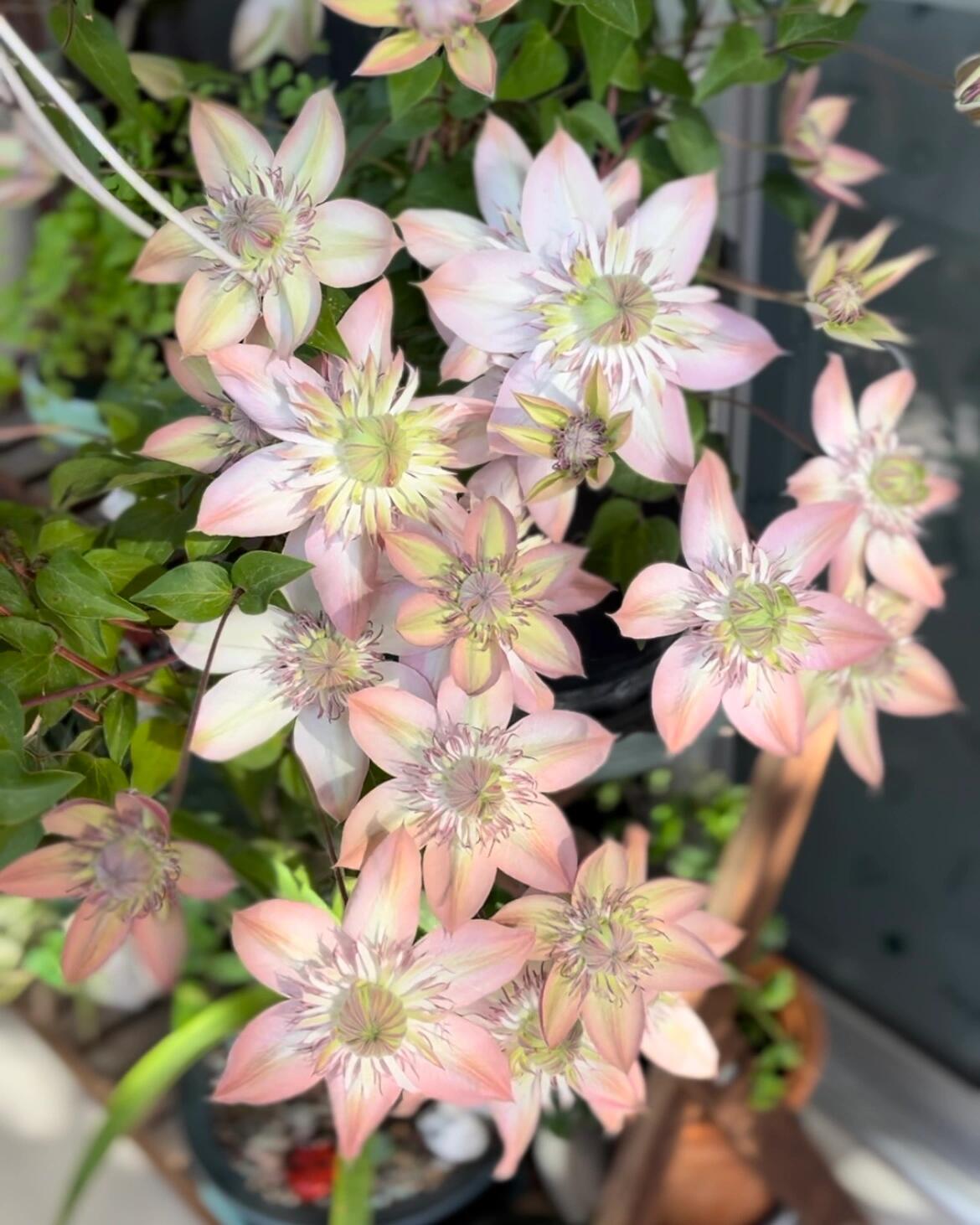 Clematis 【Shamshe】- 9P LivePlant| Double-flowered| Cold Hardy| 昼天使| 桃万重| Heat Resistant