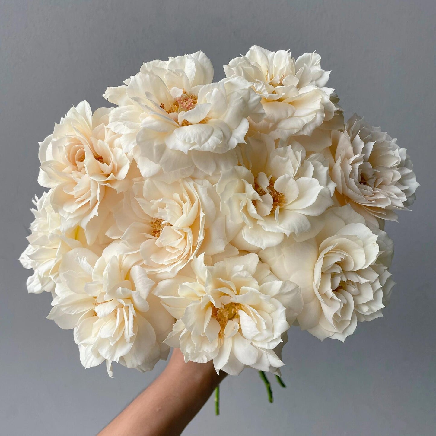 Rose【Royal Diva】- 1.5Gal OwnRoot LivePlant｜皇家迪瓦｜歌剧皇后｜Fru Nerby｜Strong-scented blooms