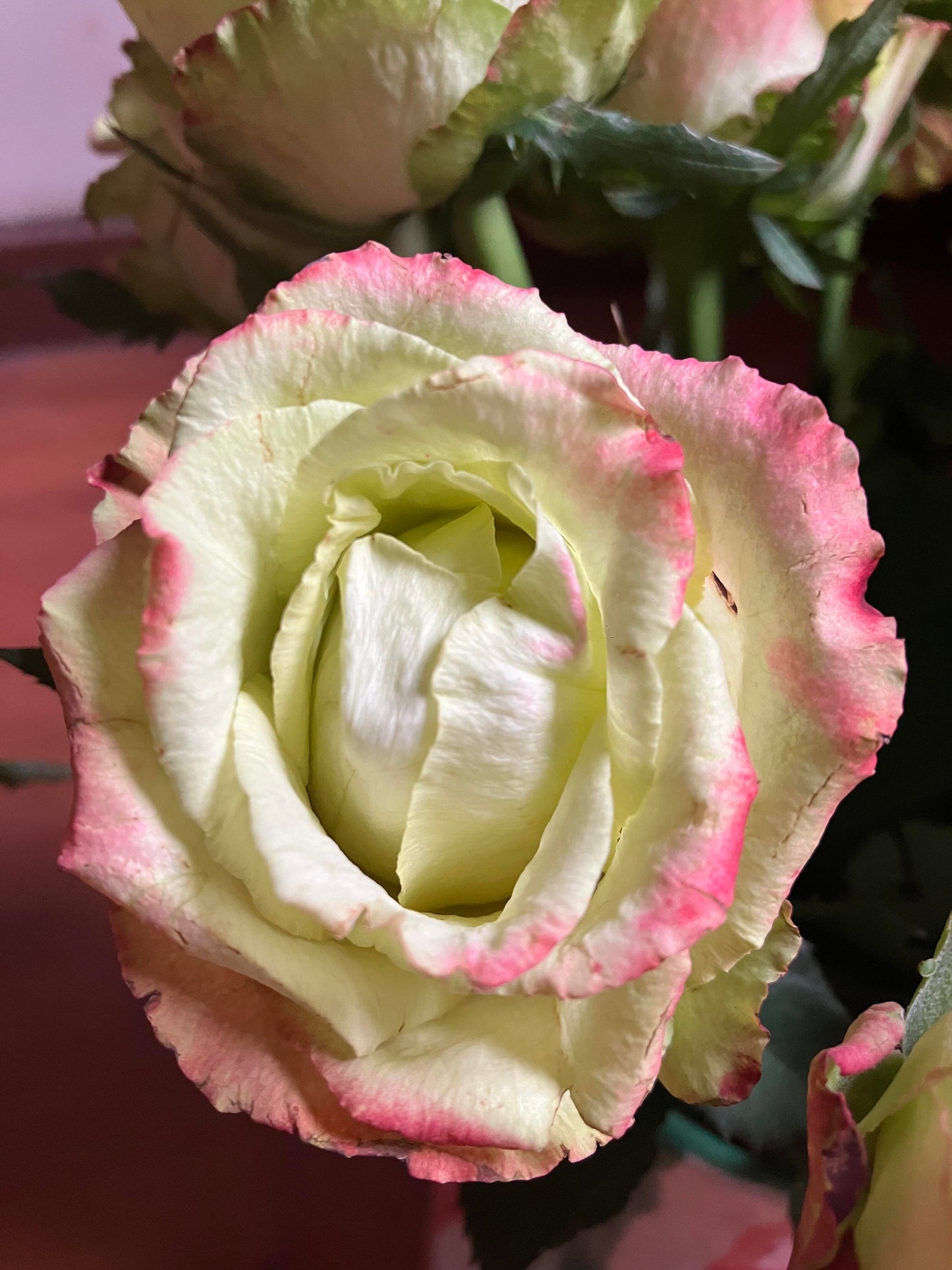 Rose【Green Apple｜グリーンアップル| 青苹果】- OwnRoot LivePlant｜New Variety Florists Rose| Large Flower| Extended vase life| Vivid Colors| Gradient