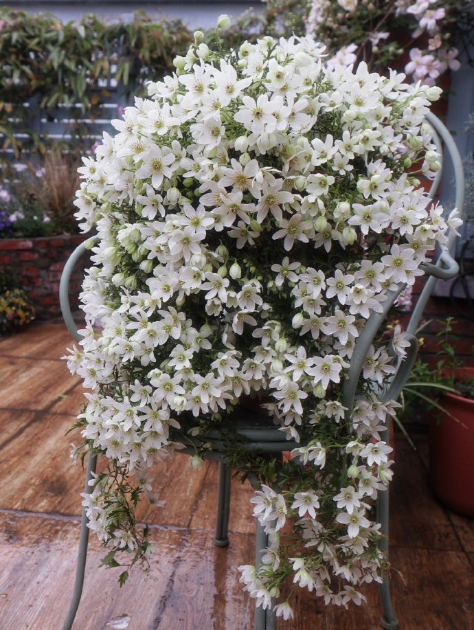 Clematis【Joe】- Liveplant｜银币｜Popular Floral waterfall