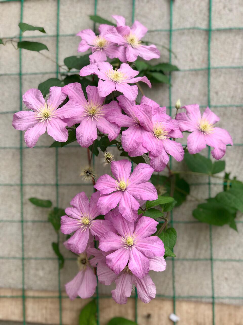 Clematis【Comtesse de Bouchaud】- LivePlant｜包查德 女侯爵｜Cute Flower