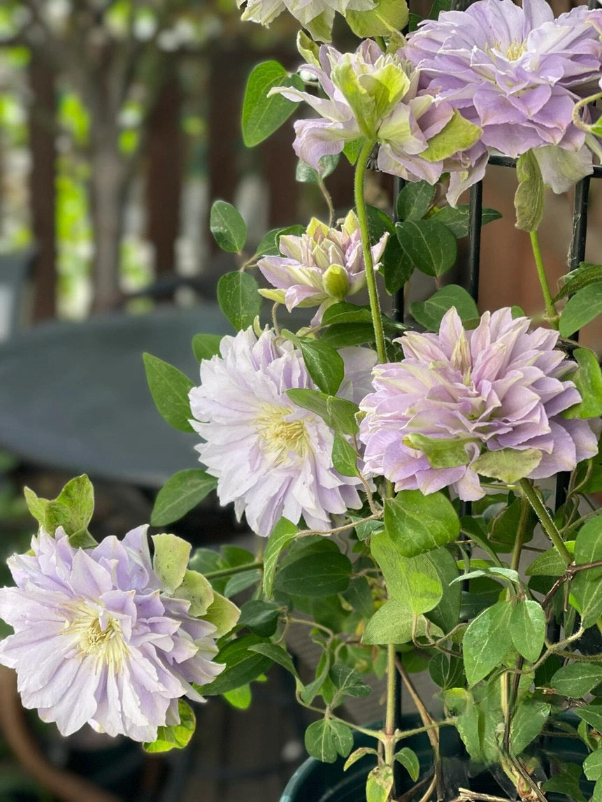 Clematis 【Ruriokoshi ｜ルリオコシ】- 9P LivePlant|  琉璃 ｜Japanese Rare Clematis | Rich and Unique Colors