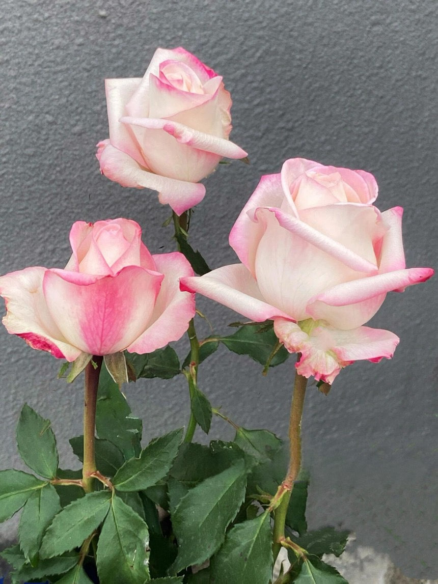 Rose【BouLevard】- 1.5 Gal OwnRoot LivePlant｜林荫大道｜Large Bloom ｜武媚娘