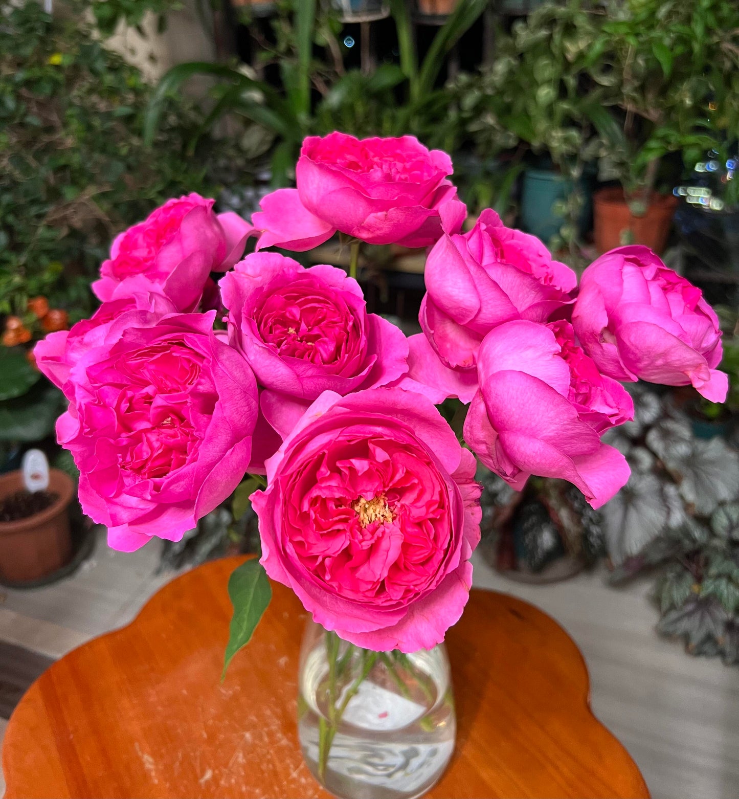 Rose【Yves Sunrise｜イヴサンライズ】- 1 Gal Own Root LivePlant｜ Rare Japanese Perfume Rose｜Large Bloom ｜伊芙日出| Redolent| 爱神拂晓| 木立バラ