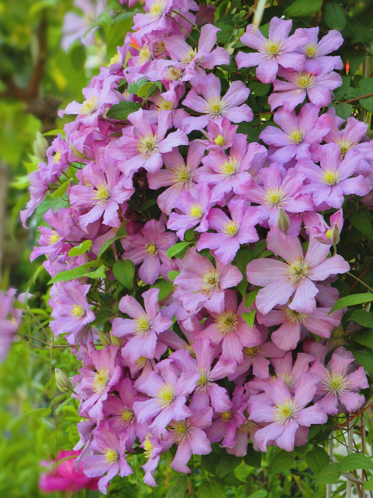 Clematis【Comtesse de Bouchaud】- LivePlant｜包查德 女侯爵｜Cute Flower