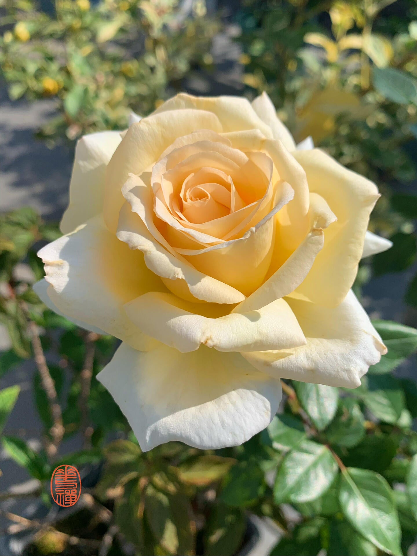 Rose【Anastasia】- 1.5 Gal OwnRoot LivePlant｜假面公主｜Award-Winning Variety｜Popular Yellow