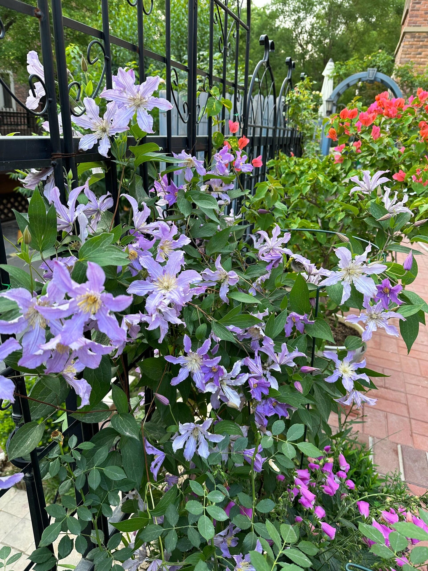 Rare Clematis【East River】-LivePlant｜东方河流Large Star Bloom