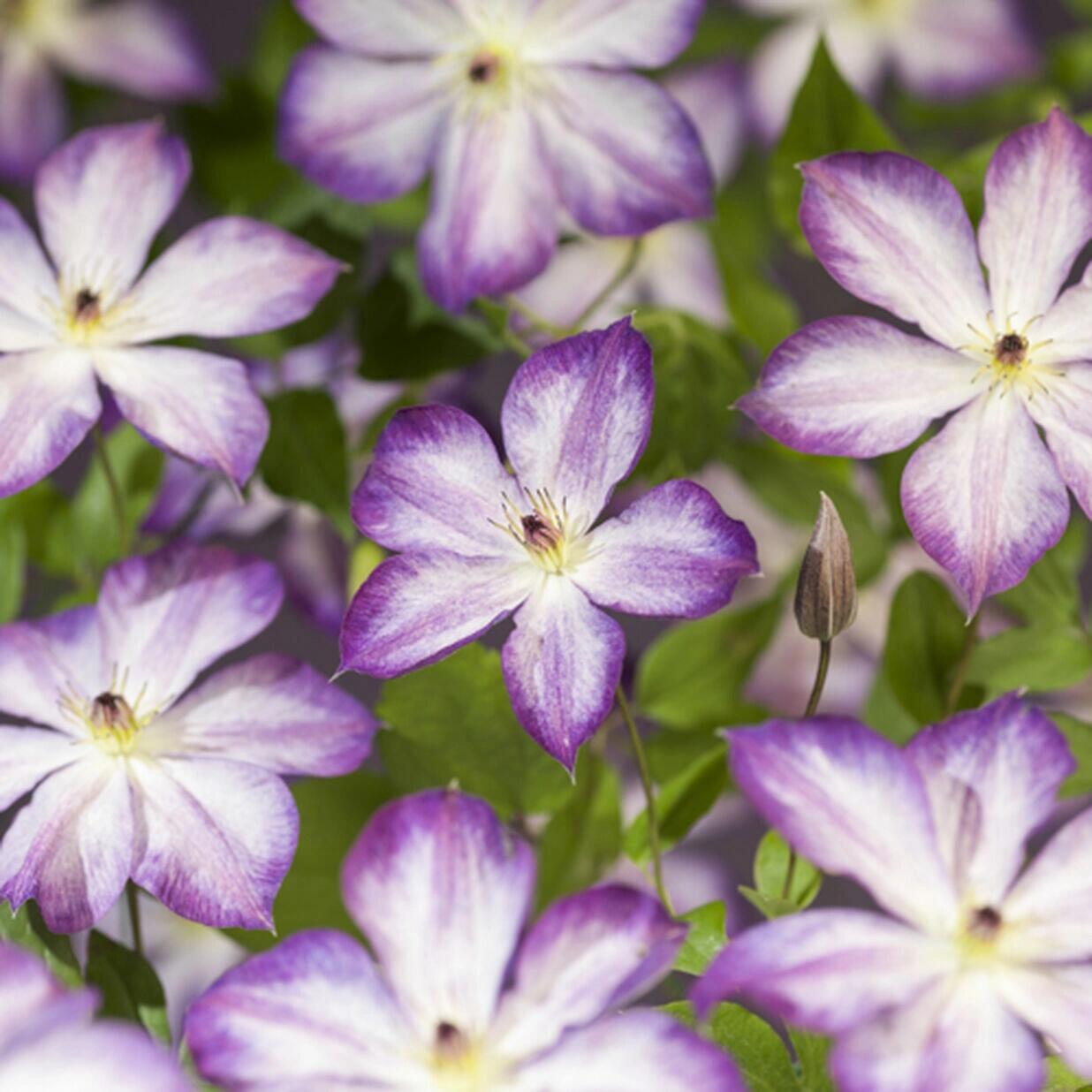 Clematis【Pernille】- LivePlant- 佩莱尼| Cold Hardy| Low Maintenance| Rich Color| Pollinator Friendly| Strong Growth| Cute Flower| Adaptable|Vine