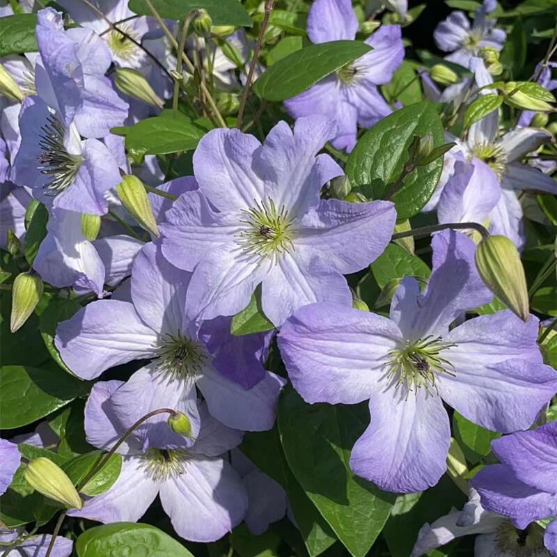 Clematis【Sea Breeze】- Live plant with flower buds｜海风｜Blue Clematis