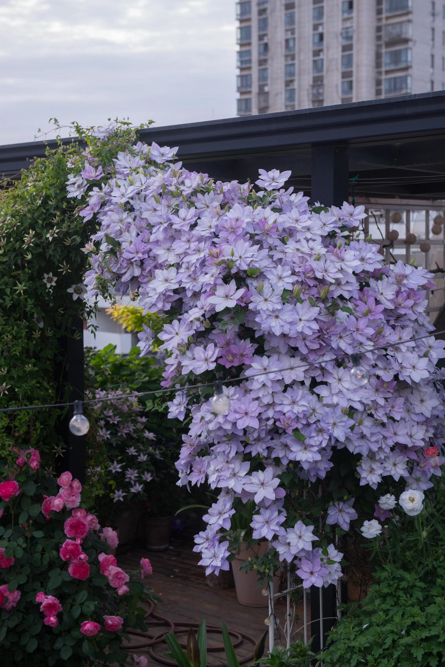 Clematis【Reflections】- LivePlant｜倒影| Double-flowered| Cold Hardy|Perennial|Pollinator Friendly| Low Maintenance| Popular| Bloom Repeatedly