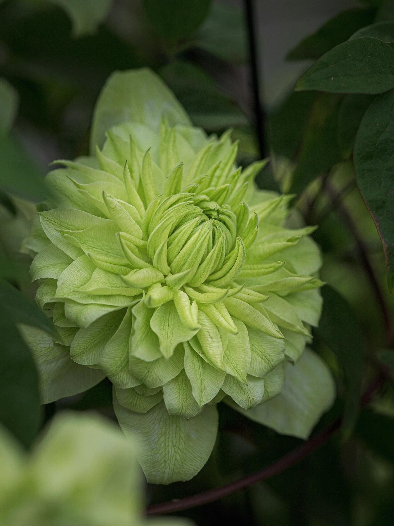 Clematis 【Alba Plenal | 白万重】-  9P LivePlant| Shade Tolerant| 小绿| 绿玉| Popular Varieties|