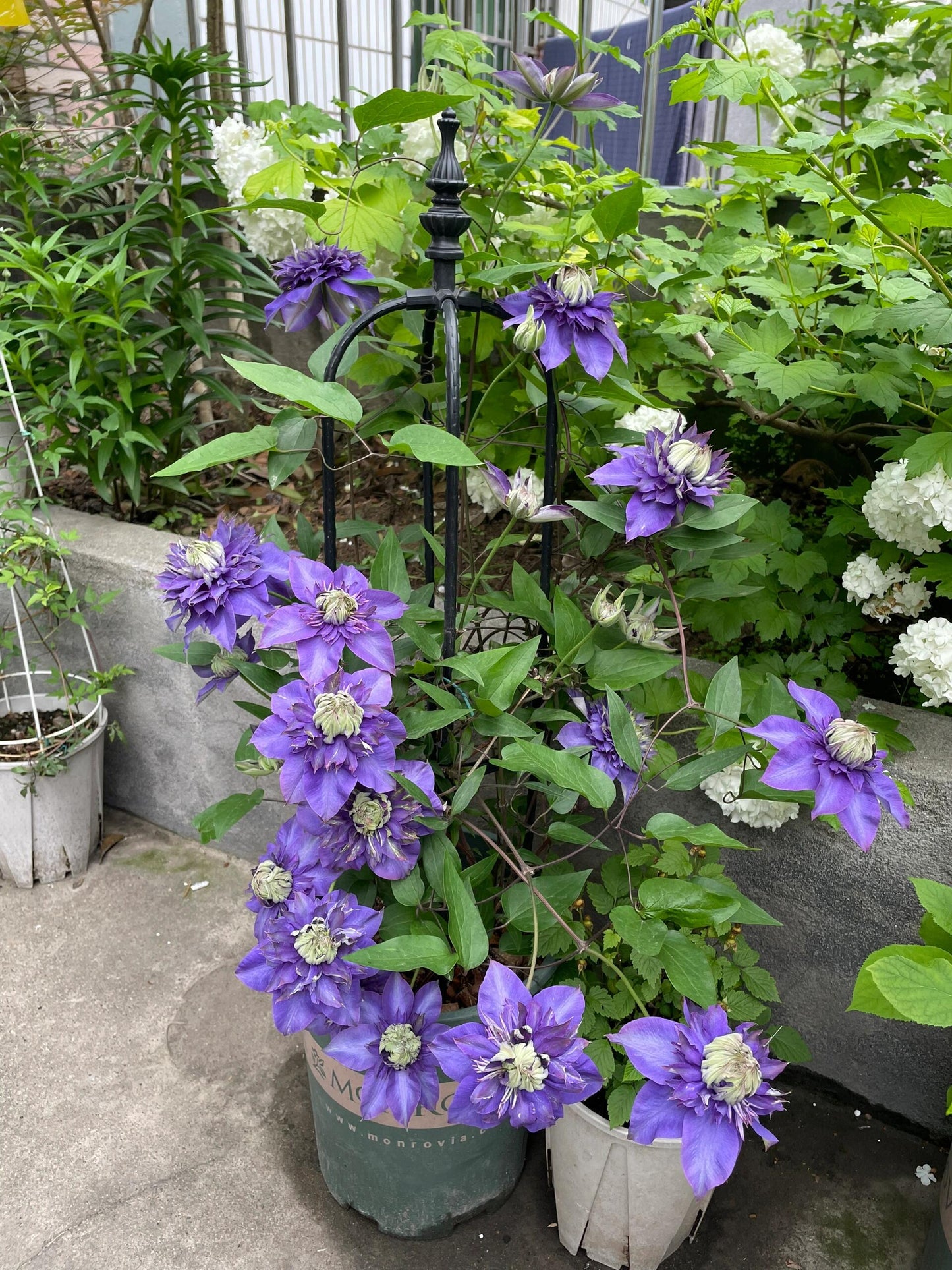 Clematis【Suisei Nigou｜スイセイ２号】- 9P LivePlant｜Japanese Rare Clematis｜水星二号｜彗星二号