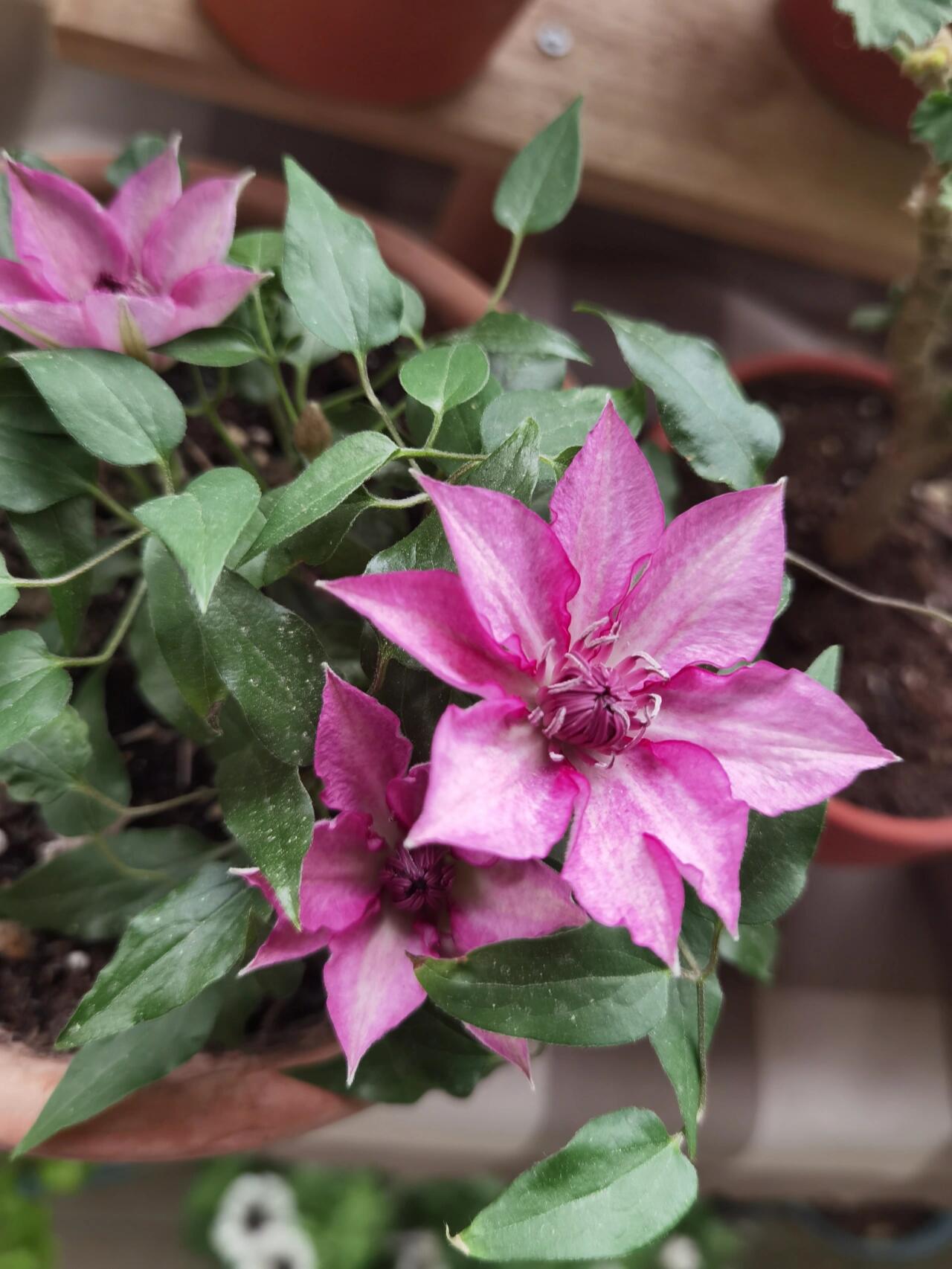 Dwarf Clematis【Luiza｜ルイーザ】-LivePlant｜路易莎｜Patio Clematis Large Flower| Tudor Patio| Easy to Grow| Fast Growth| Long Blooming Period| balcony-friendl