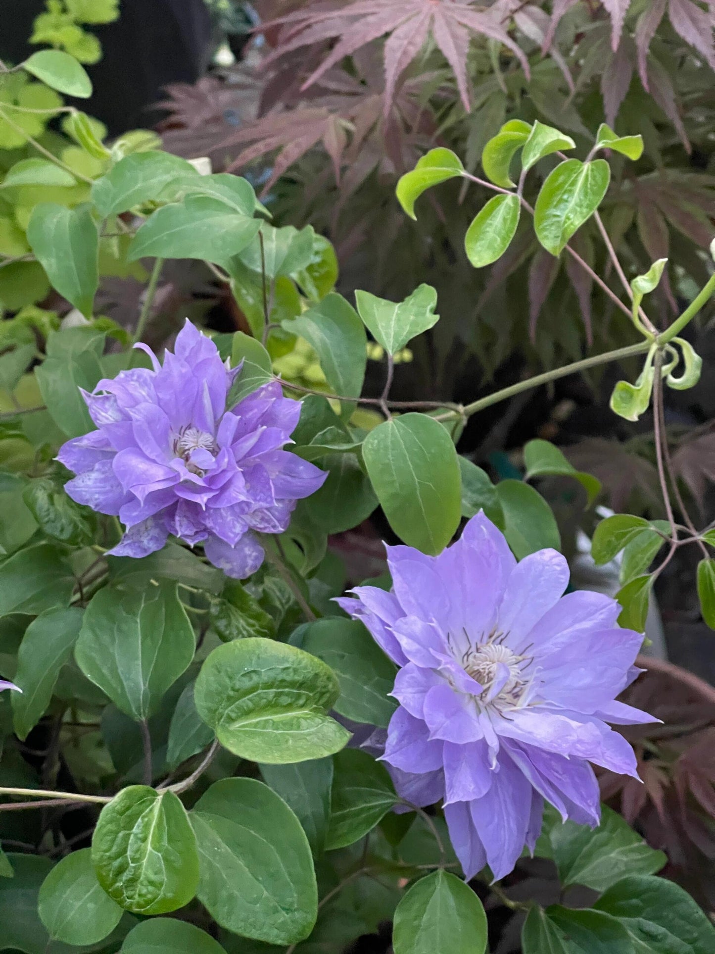 Clematis 【Teshio｜てしお| 天塩】-  9P LivePlant| 天盐 |精神の美| 天盐| Double-flowered |