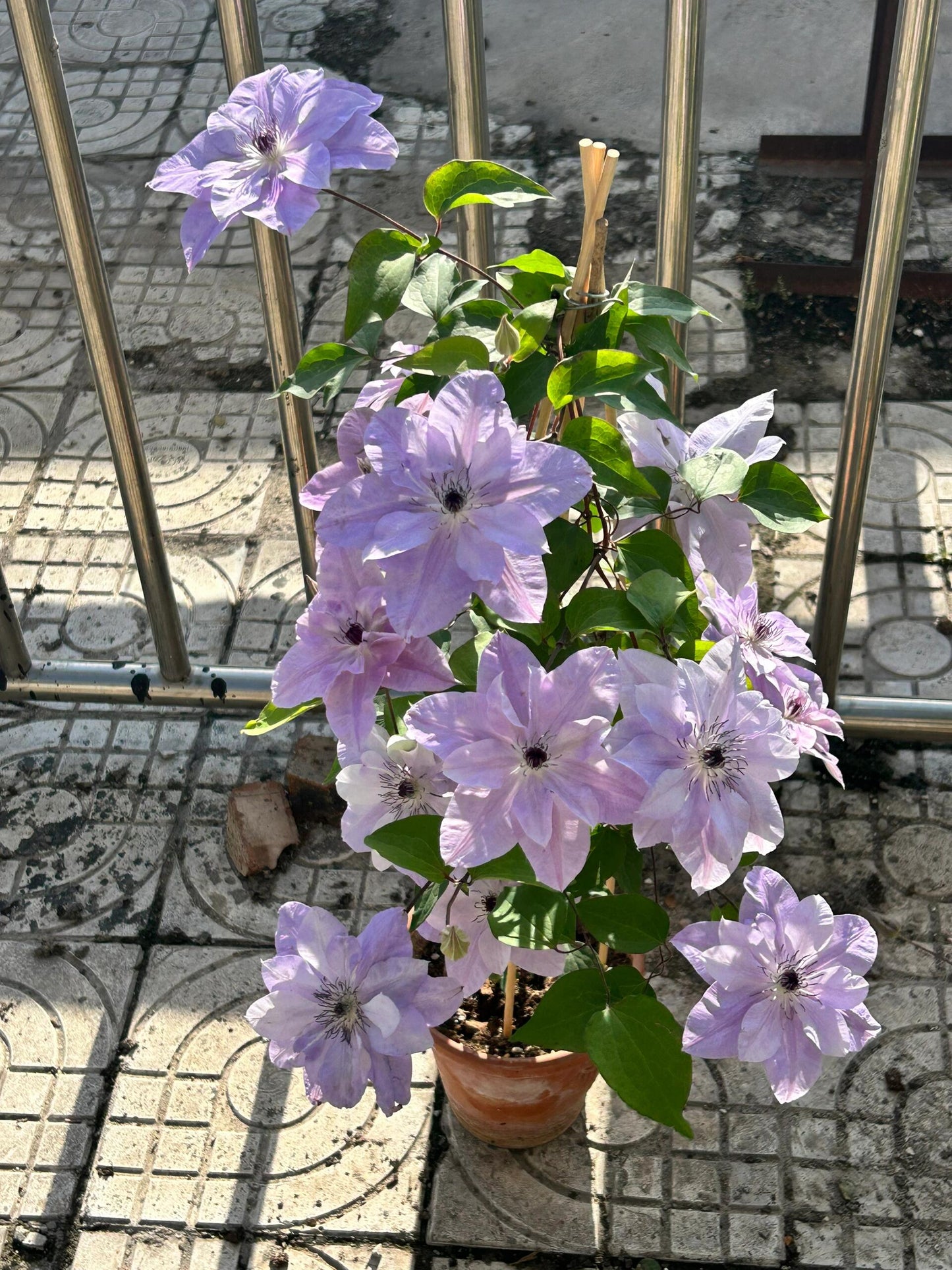 Clematis【Reflections】- LivePlant｜倒影| Double-flowered| Cold Hardy|Perennial|Pollinator Friendly| Low Maintenance| Popular| Bloom Repeatedly