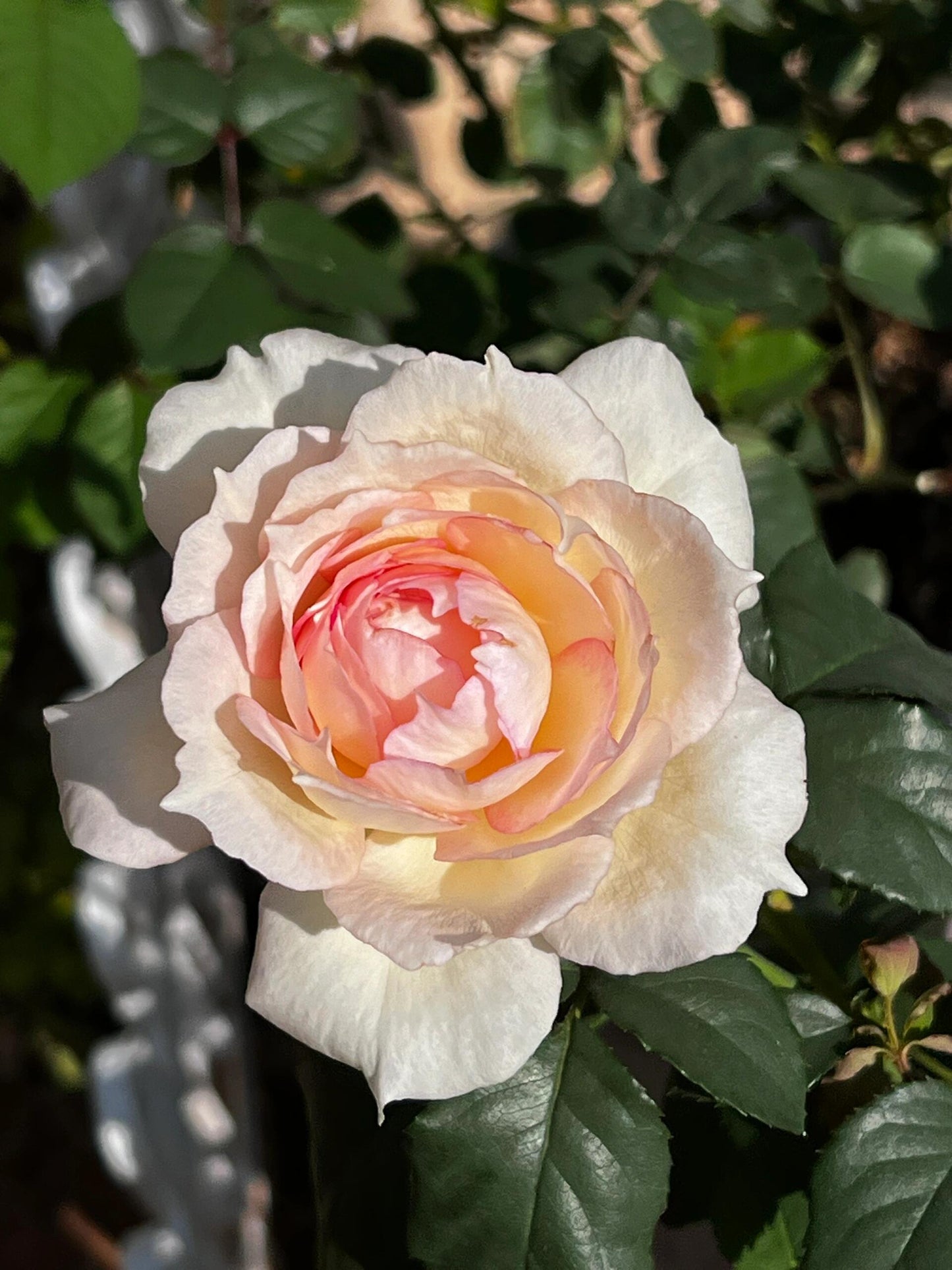 Rose【Avekutowa｜アヴェークトワ】- 1 Gal Live Plant｜与你同在｜New Variety 2020｜Colorful Blooms