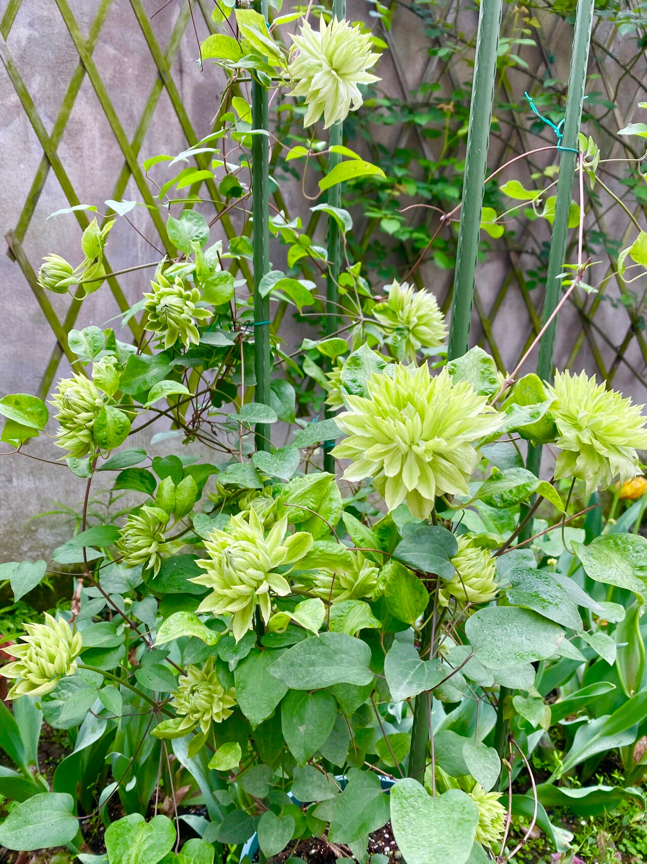 Clematis - 【Sen no kaze|千の風】10P LivePlant| Tetsuya Hirota| 风之森林| Cold Hardy | Rare Double-flowered|