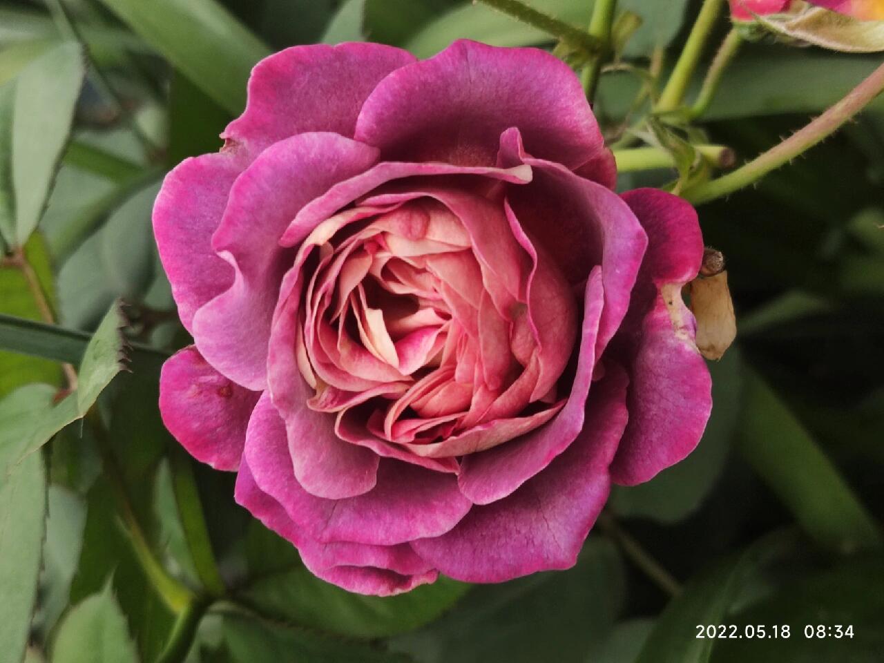 Rose【Diablesse de Mers｜MASdiame】- 1 Gal Live Plant｜Jasmine Fragrance｜Variable in color and form｜恶魔的海洋｜麦斯妖女