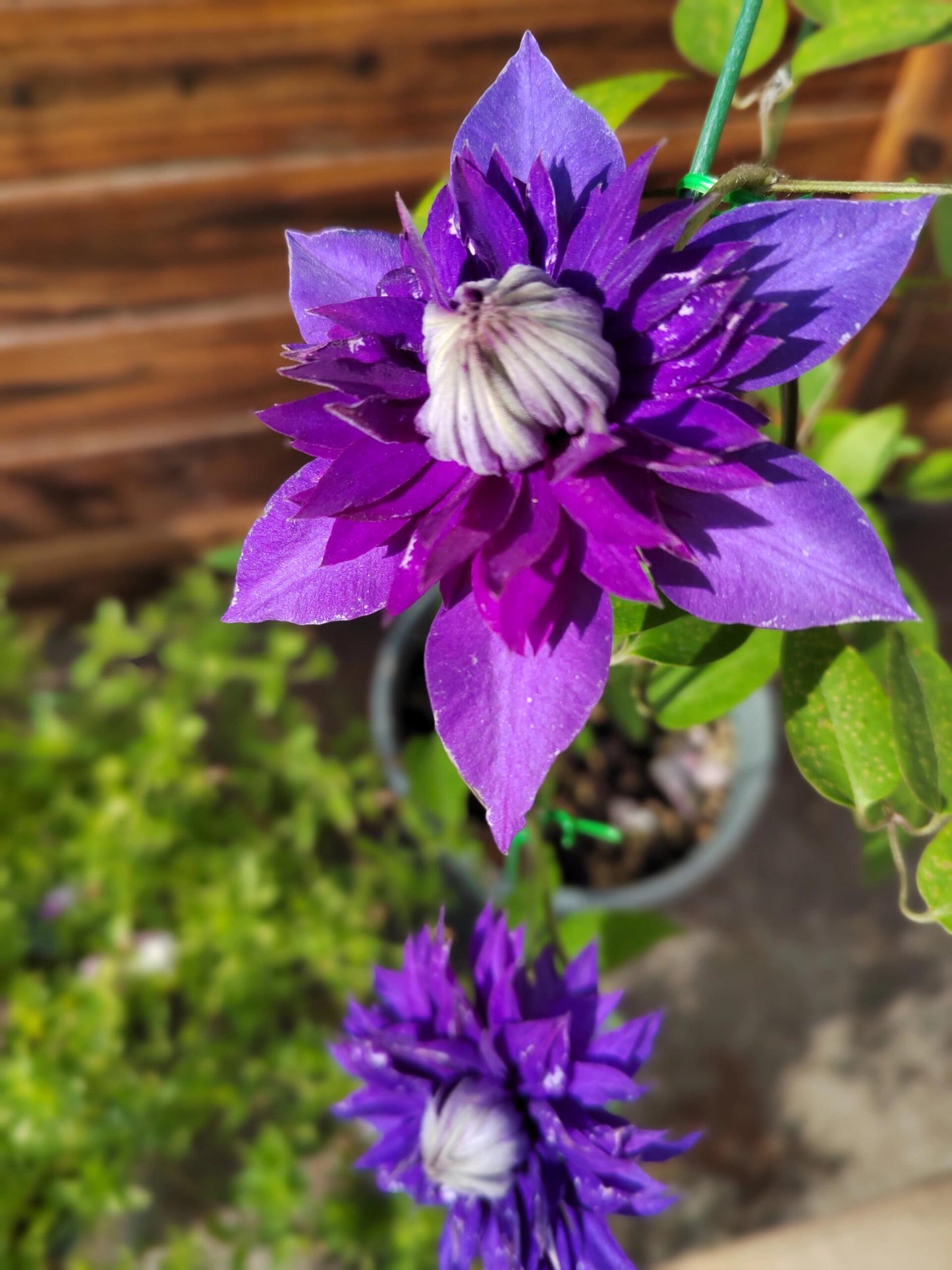 Clematis【Suisei Nigou｜スイセイ２号】- 9P LivePlant｜Japanese Rare Clematis｜水星二号｜彗星二号