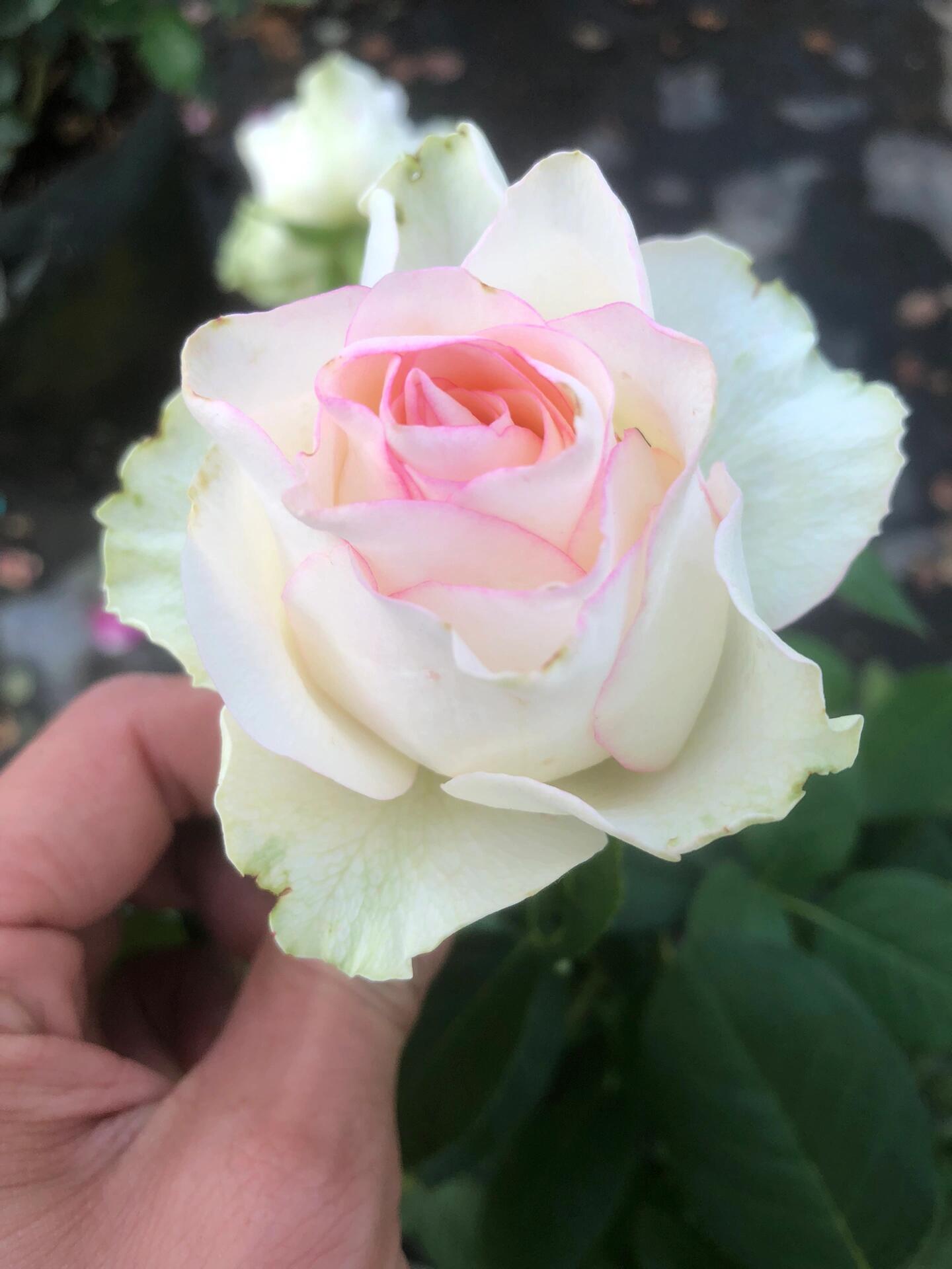 Rose【White Jumilia】- 1.5 Gal OwnRoot Live Plant｜白艾莎｜Sport varieties of the Jumilia rose｜Perfect New variety