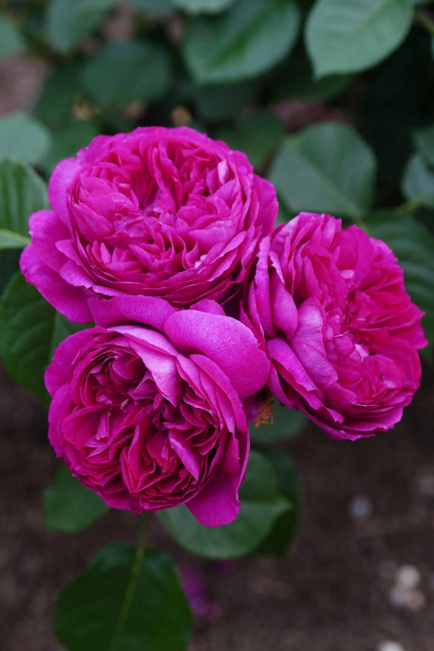 Rose【Ci Xuan| 慈萱| Serene Grace】- Rare New Variety 2020｜Popular|Tian Lang | Large Bloom｜Perfumed| Floribunda Rose| Strong Growth| Everbloomer