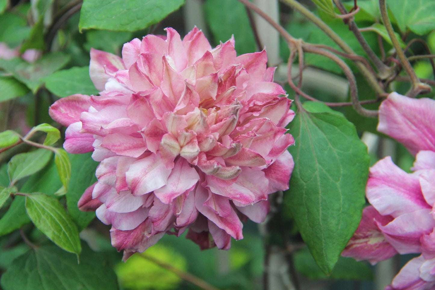 Clematis【Patricia Ann Fretwell】- LivePlant｜帕特丽夏｜Early Large-flowered Group｜