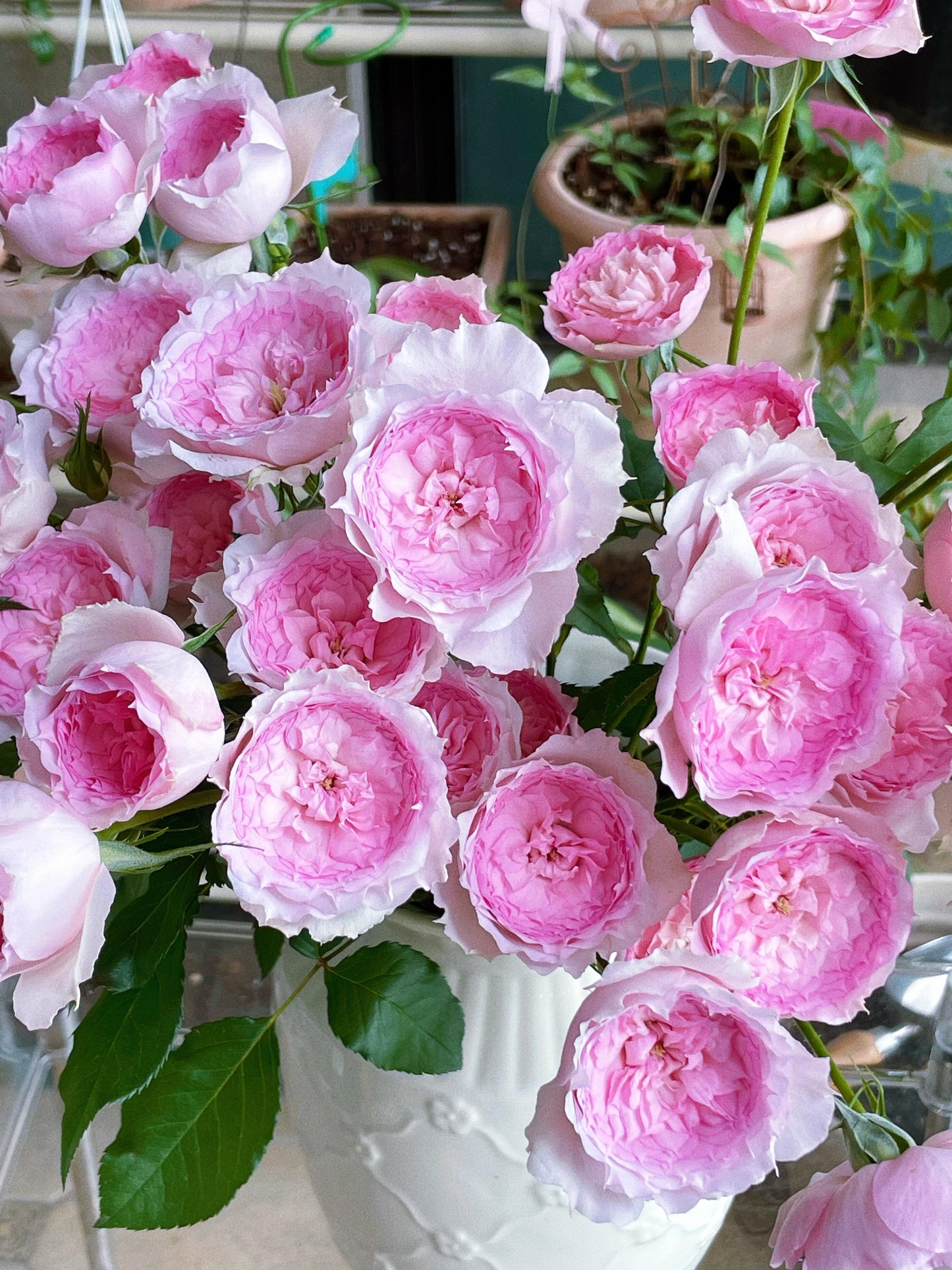 Rose【Misty Moon｜Rong Rong Yue】- OwnRoot LivePlant｜溶溶月｜TianLang  New Variety 2022｜Heat Resistant| Redolent| Floribunda Rosa| Balcony