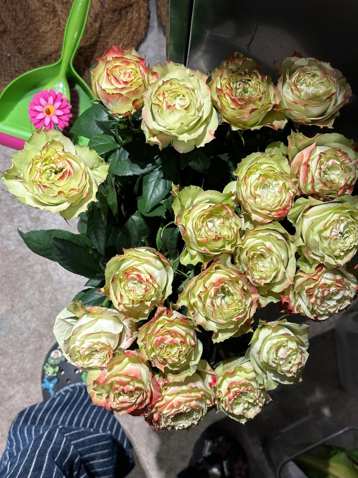 Rose【Green Apple｜グリーンアップル| 青苹果】- OwnRoot LivePlant｜New Variety Florists Rose| Large Flower| Extended vase life| Vivid Colors| Gradient