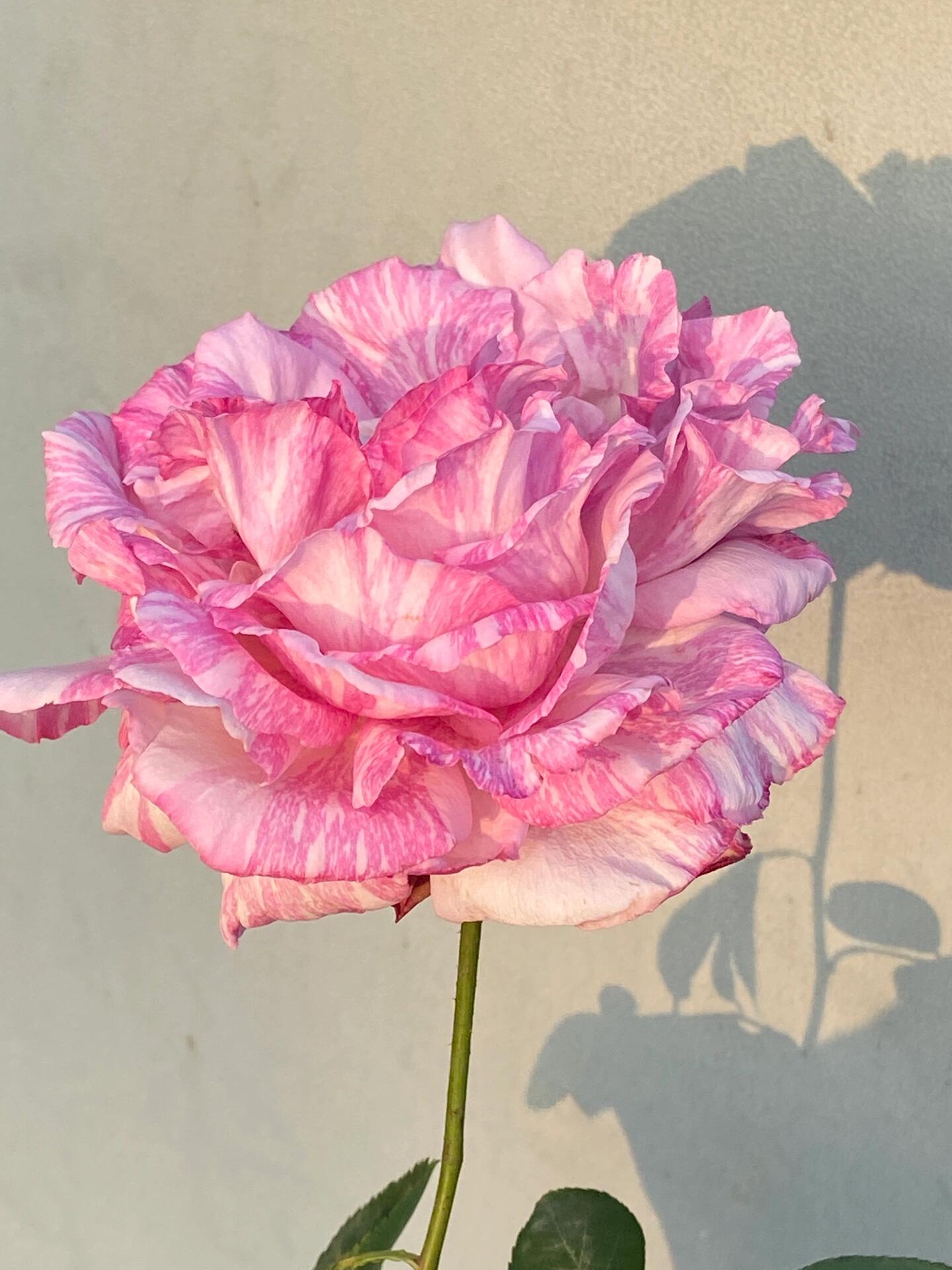 Rose【Yves Splash｜Charlotte| イヴスプラッシュ】- 2Gal Grafted-LivePlant| Rare Japanese Perfumed Rose| 伊芙飞溅| Award-winning| Stripes Yves| Peony Bloom