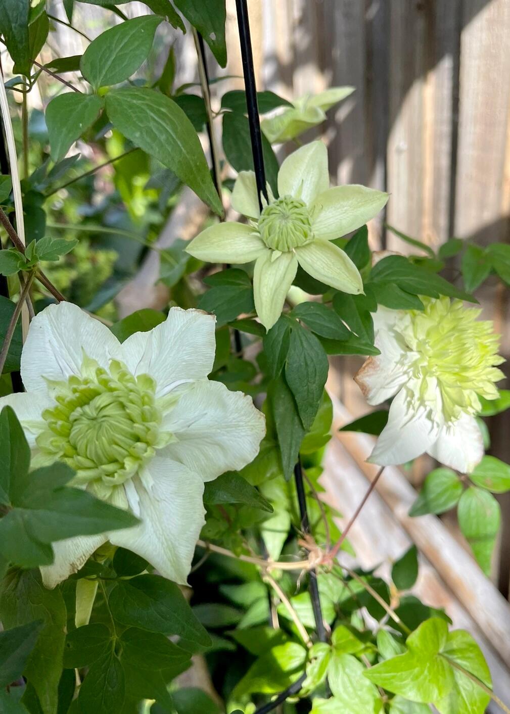 Clematis 【Alba Plenal | 白万重】-  9P LivePlant| Shade Tolerant| 小绿| 绿玉| Popular Varieties|