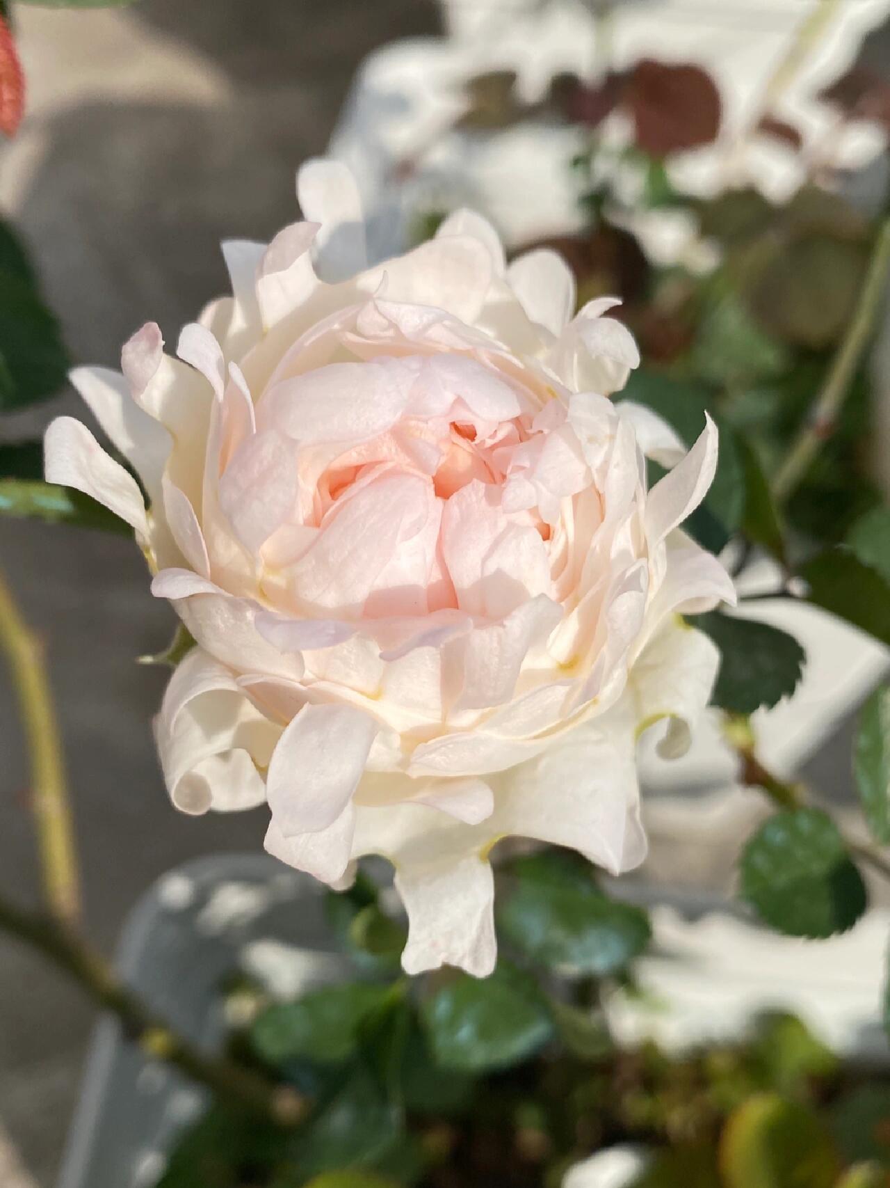 Rare Rose【Peach Anemone】- OwnRoot LivePlant｜桃子海葵｜New Variety｜Sawtooth Edge｜Rich Color