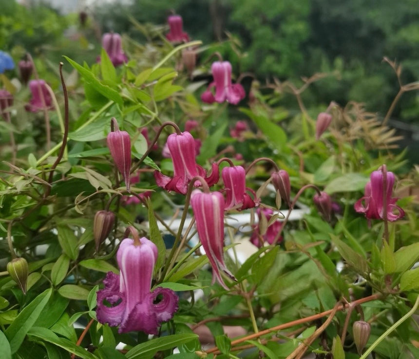 Clematis【Princess Red】- LivePlant｜绯红公主｜Purple-Pink Bell-Shaped Blooming｜