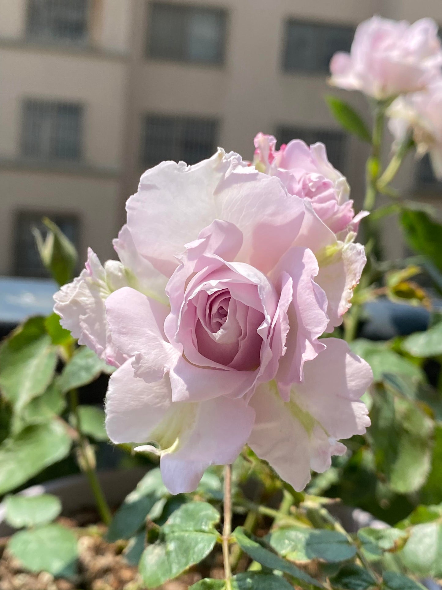 Rose【C'estMignon｜セミニョン】-2Gal OwnRoot LivePlant｜小乖乖 ｜Junko Kawamoto｜Grayish purple｜Strong scent｜可爱精灵