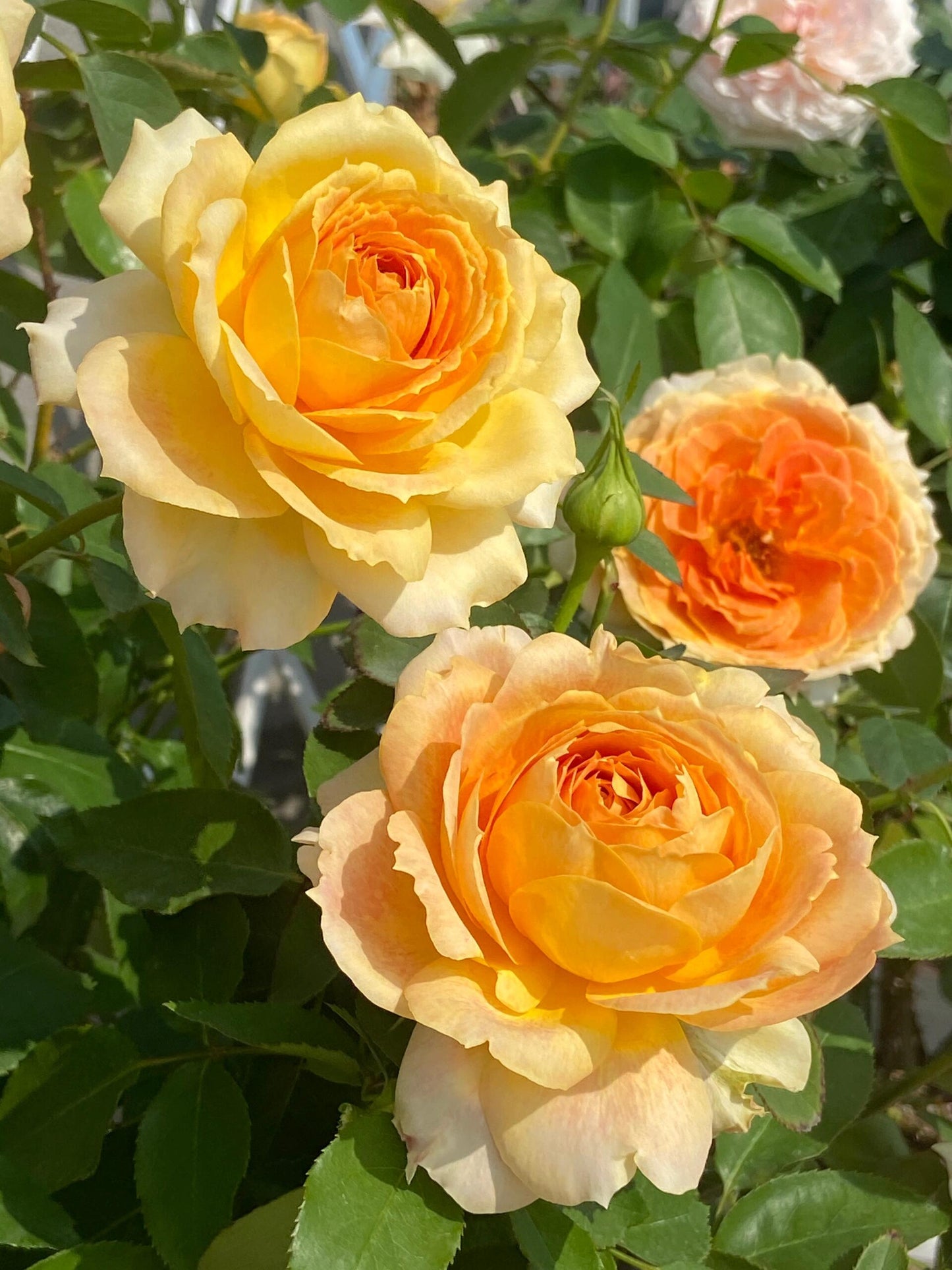 Rose【Caramel Antike】-OwnRoot LivePlant｜Large Bloom｜焦糖古董| Heat Resistant| Flawless| Less Thorns| Floribunda| Redolent| Sunshine Rose