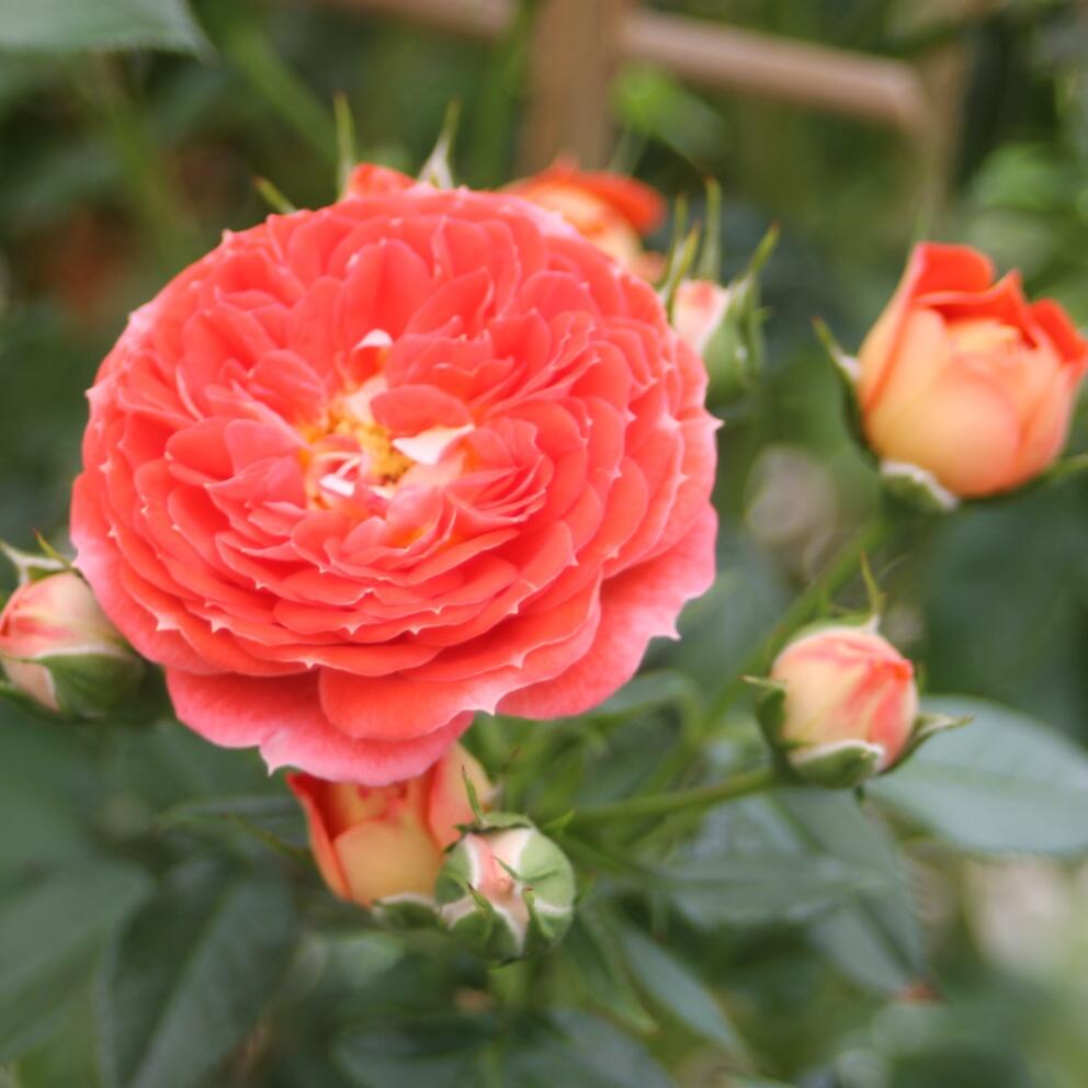 Climbing Rose【Starlet Rose Carmen】- 1 Gal Live Plant| 卡门