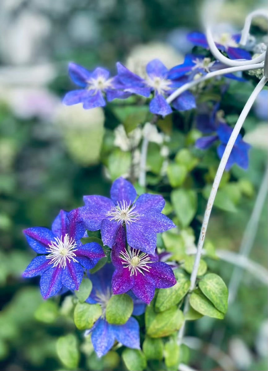 Clematis【Chameleon】- LivePlant｜变色龙｜Sandblasted Flowers