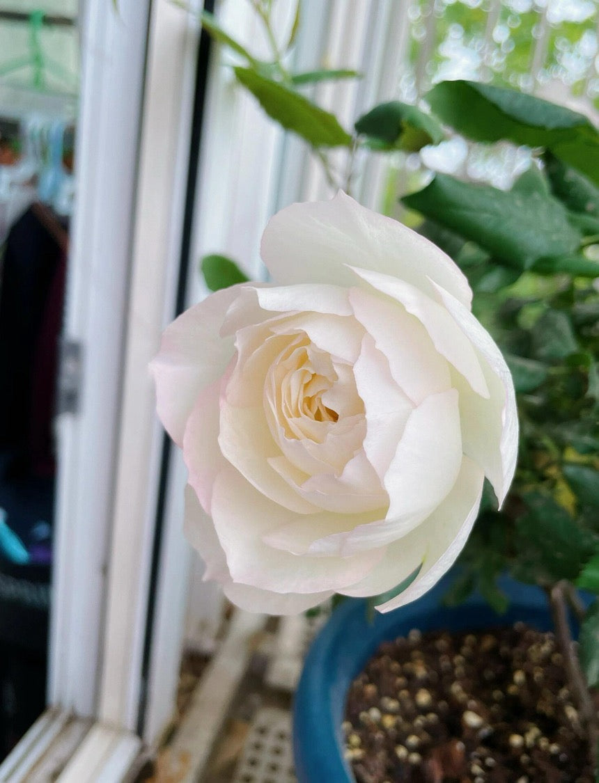 Rose【Shizuku｜しずく】-1.5Gal OwnRoot LivePlant｜心之水滴| Extended vase life| Long florescence | Prolific blooming| Floribunda Rose| Everbloomer