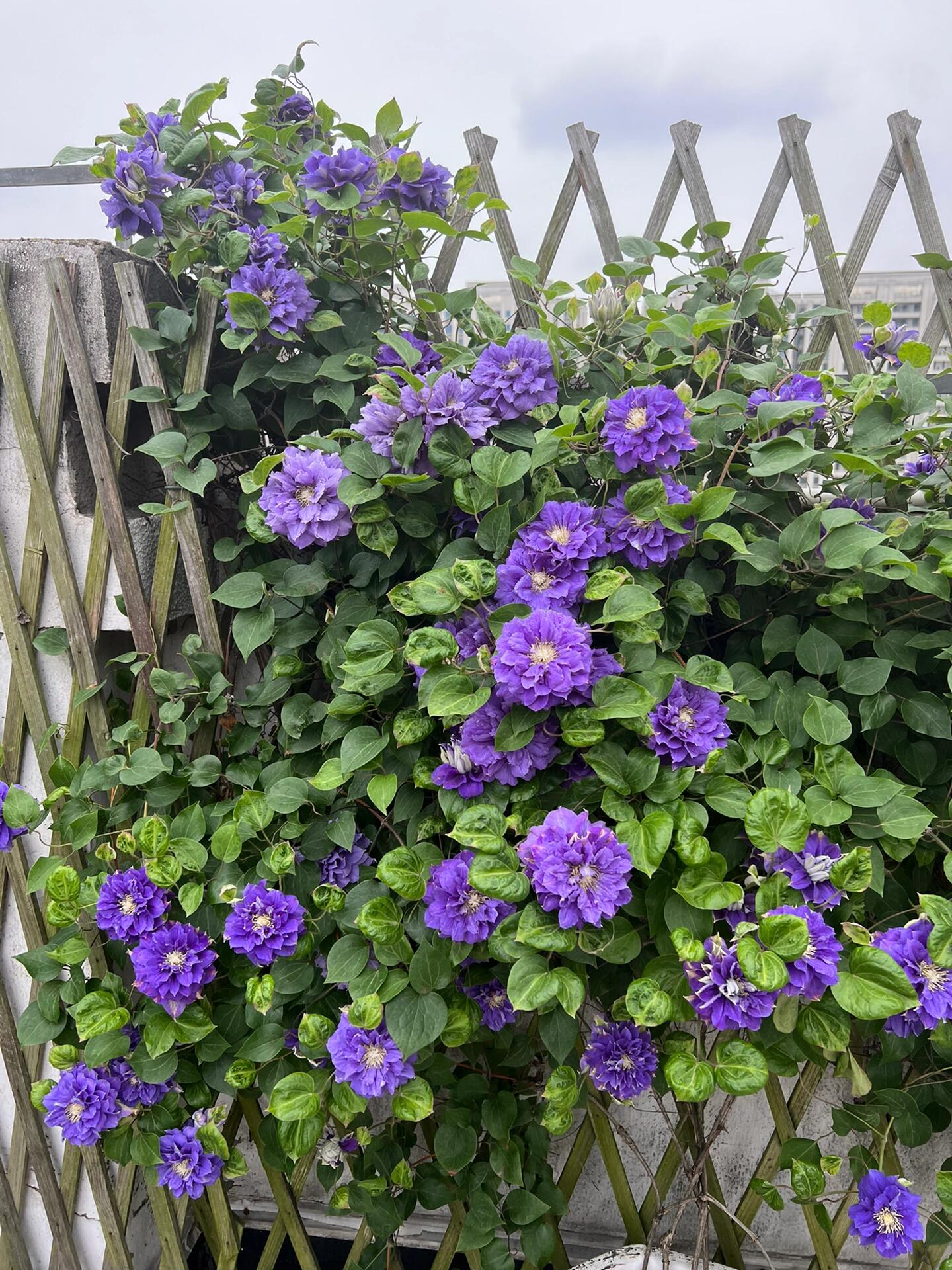 Clematis【Kiri Te Kanawa】- LivePlant｜Purple Double flowering｜卡瓦娜