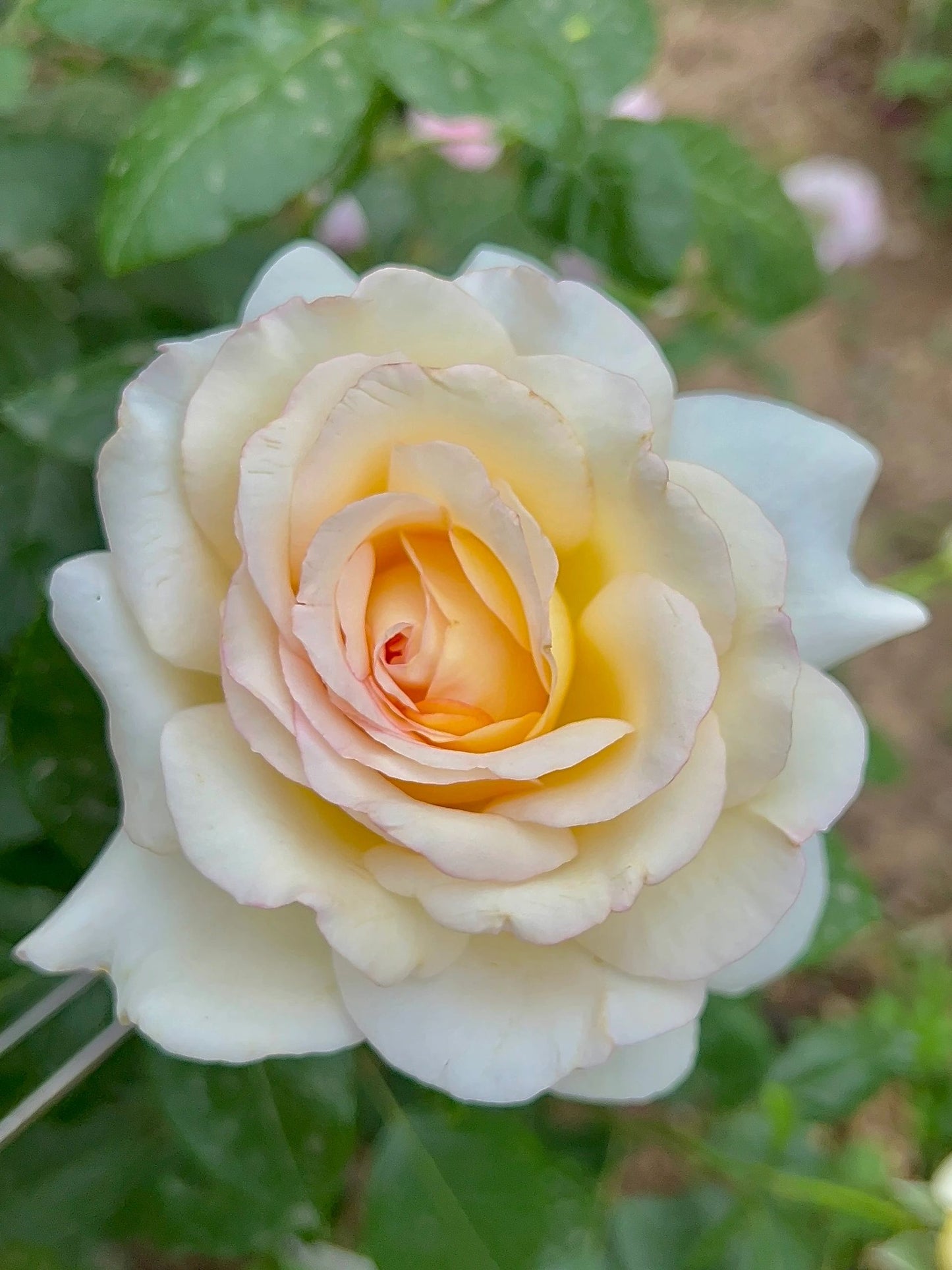 Rose【Anastasia】- 1.5 Gal OwnRoot LivePlant｜假面公主｜Award-Winning Variety｜Popular Yellow