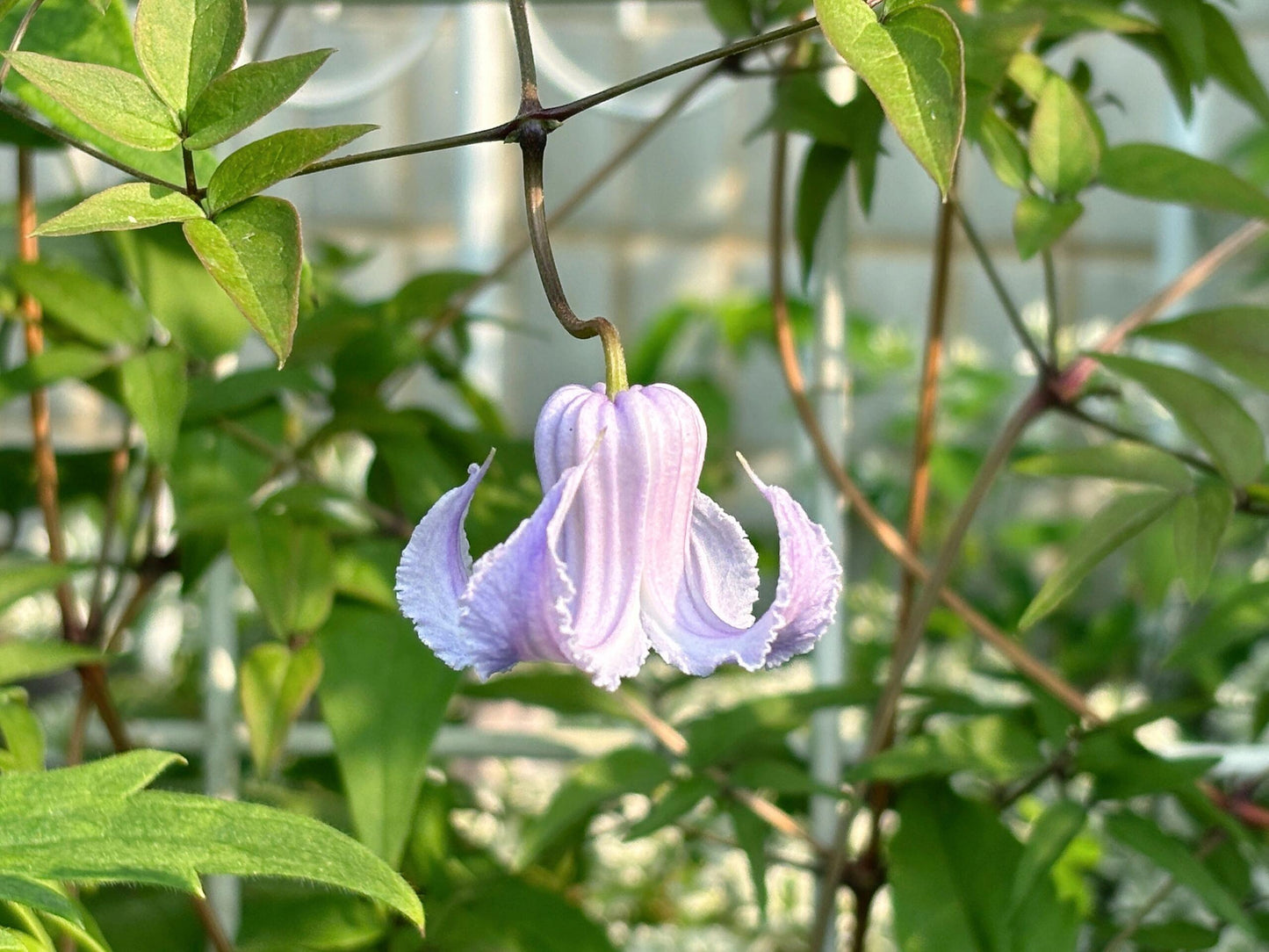 Blue Octopus Clematis【クリスパ・エンジェル| Crispa Angel】-LivePlant｜克里斯帕天使｜Bell-shaped｜Clematis florida var. sieboldiana｜タコクレマチス